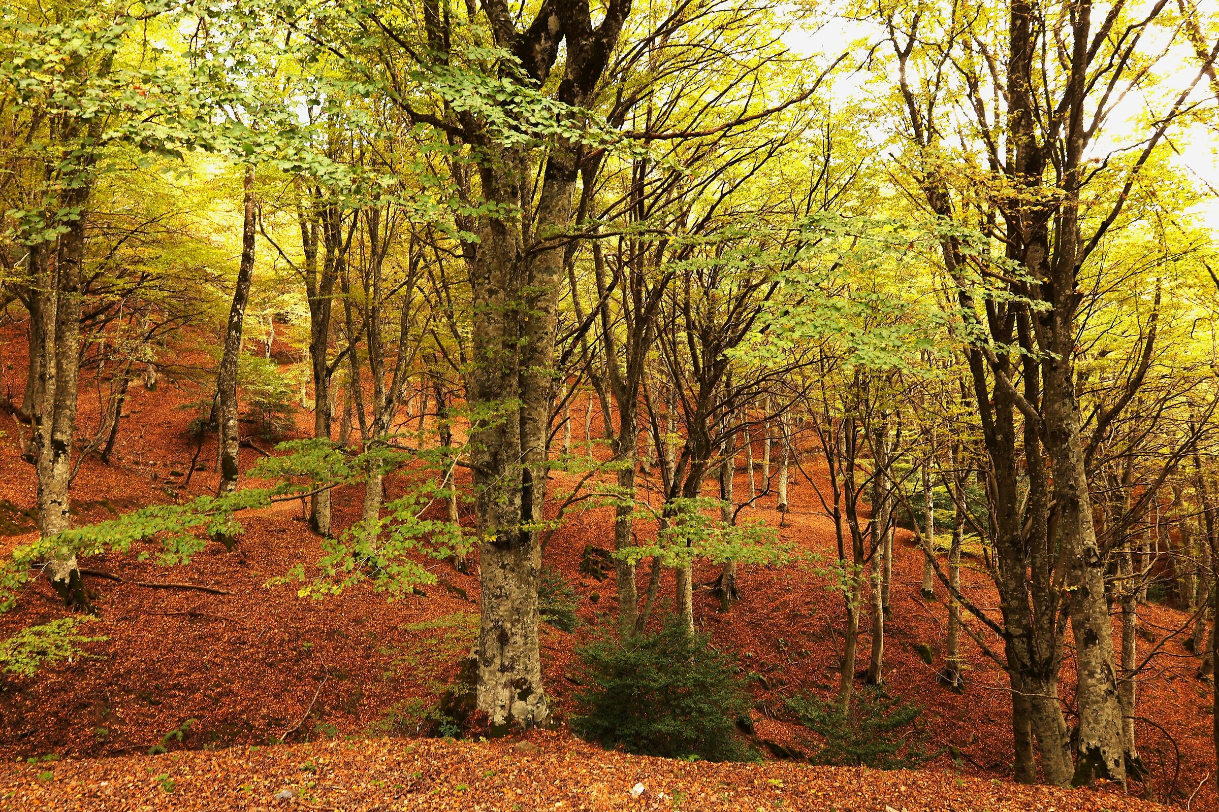 Montalbano Elicona: il fascino del bosco di "Malabotta&...