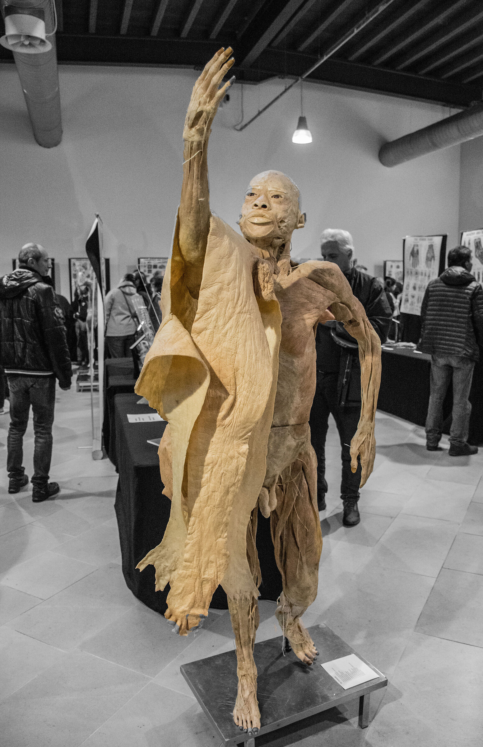 Plastination
