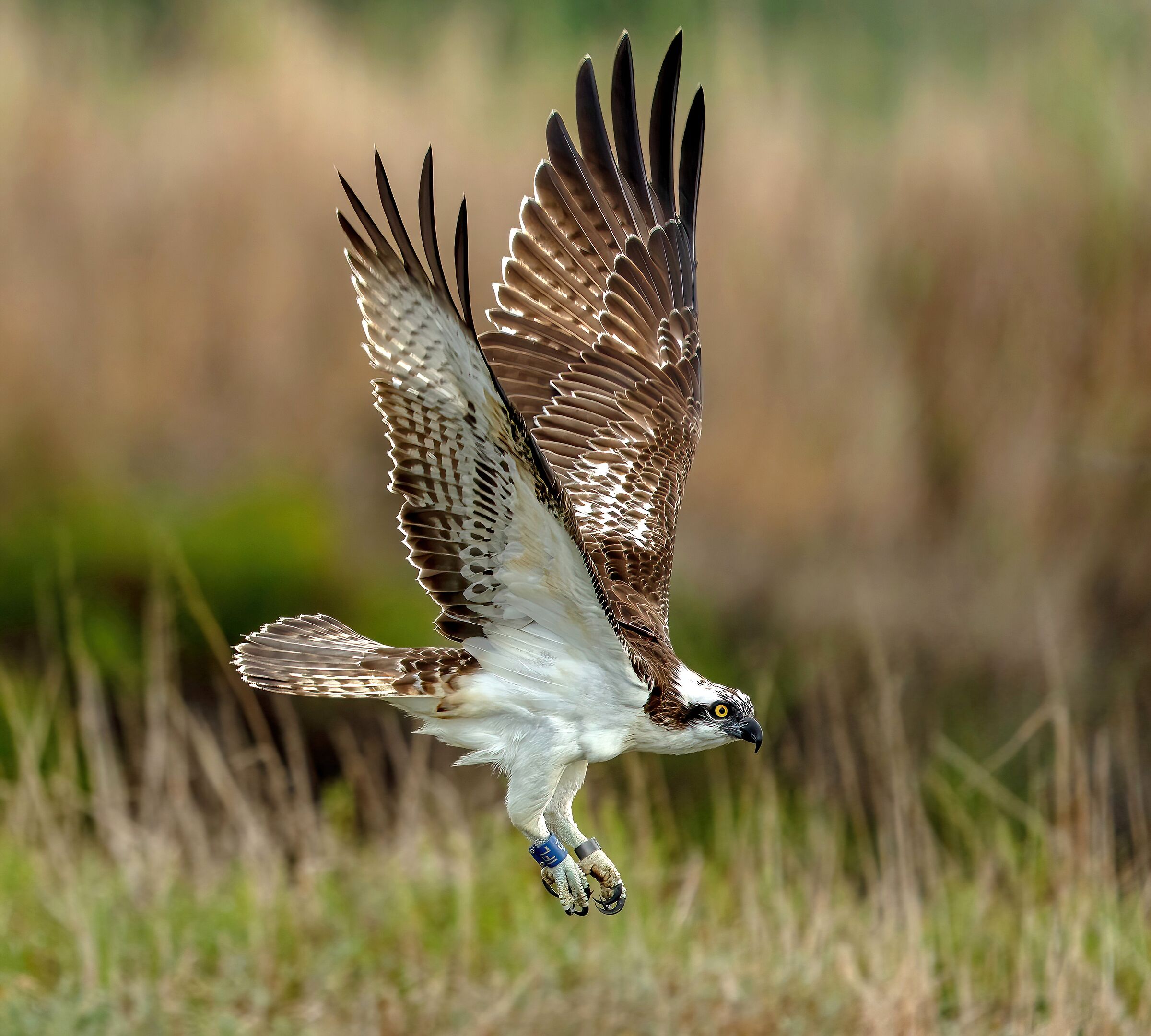 Falco pescatore (Pandion haliaetus)
