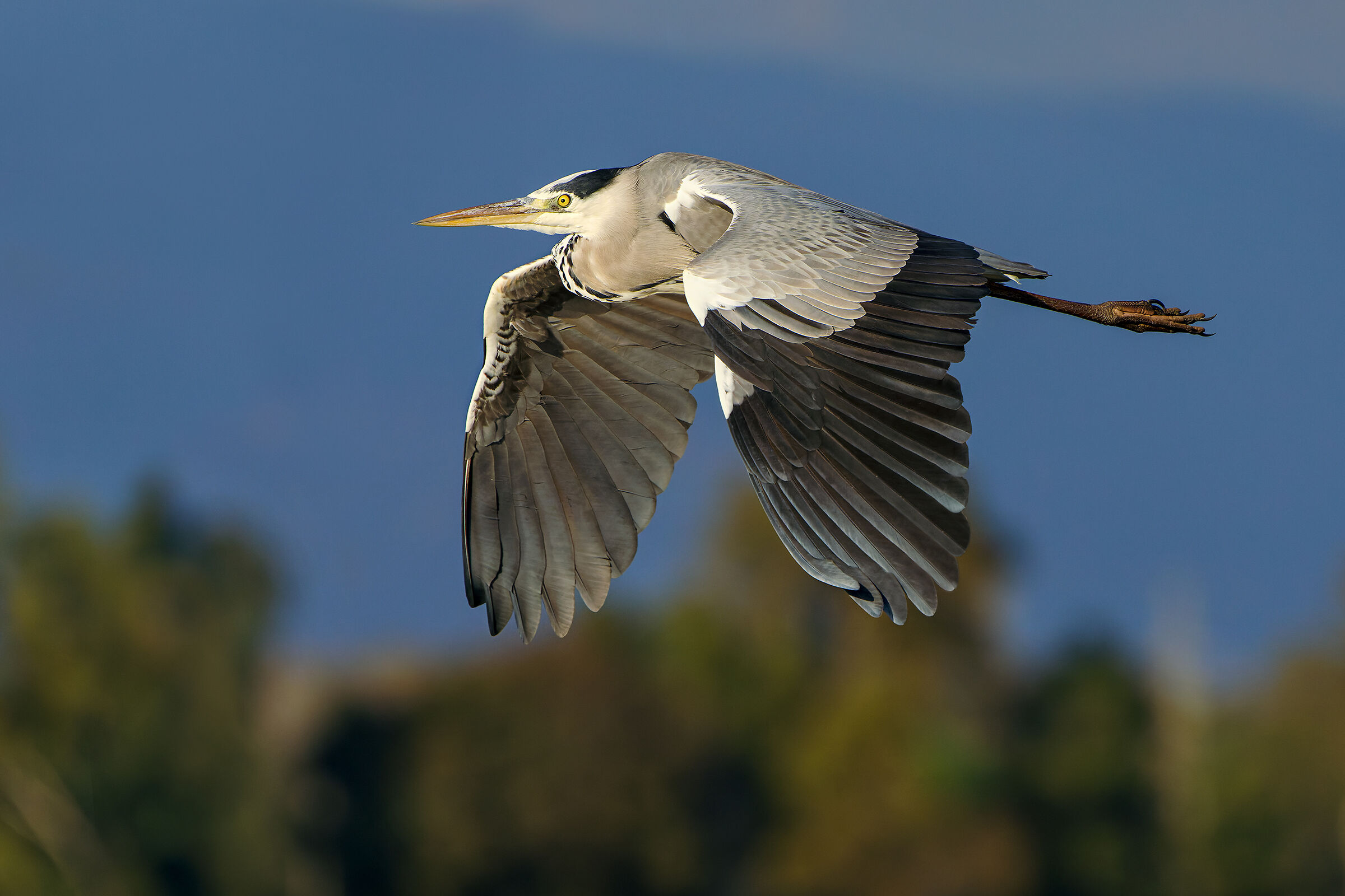 Grey heron