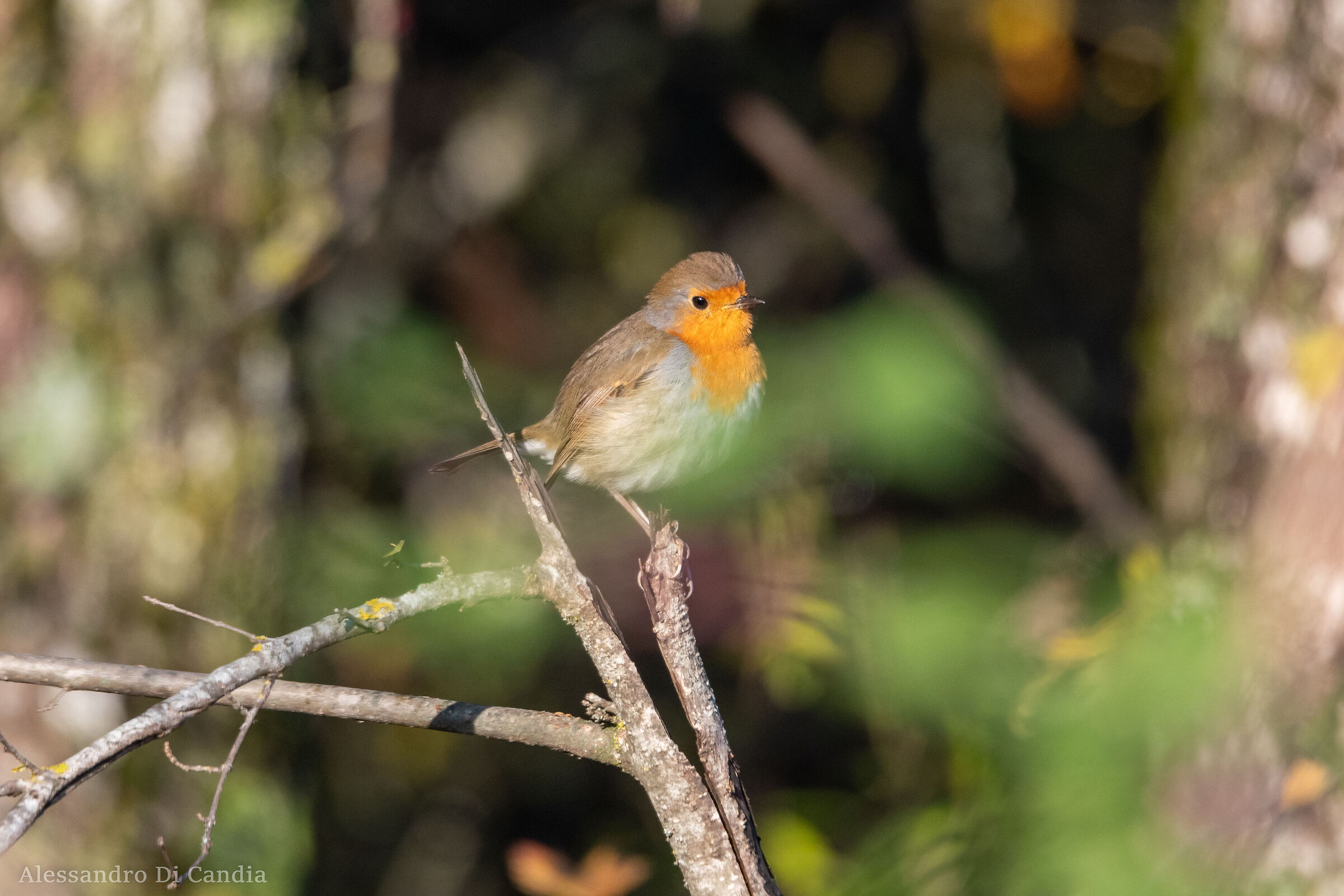 Robin