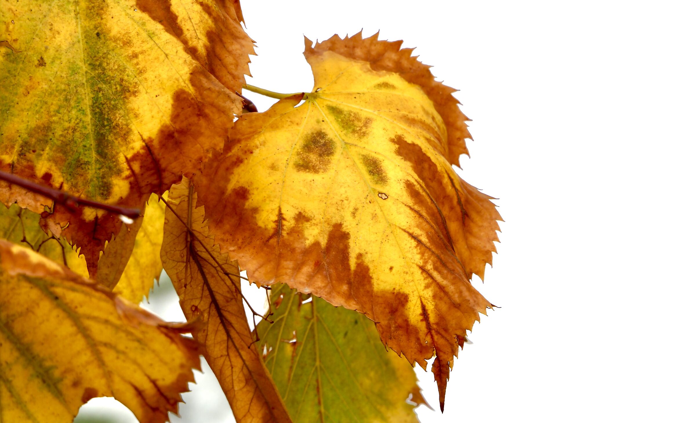 L'autunno