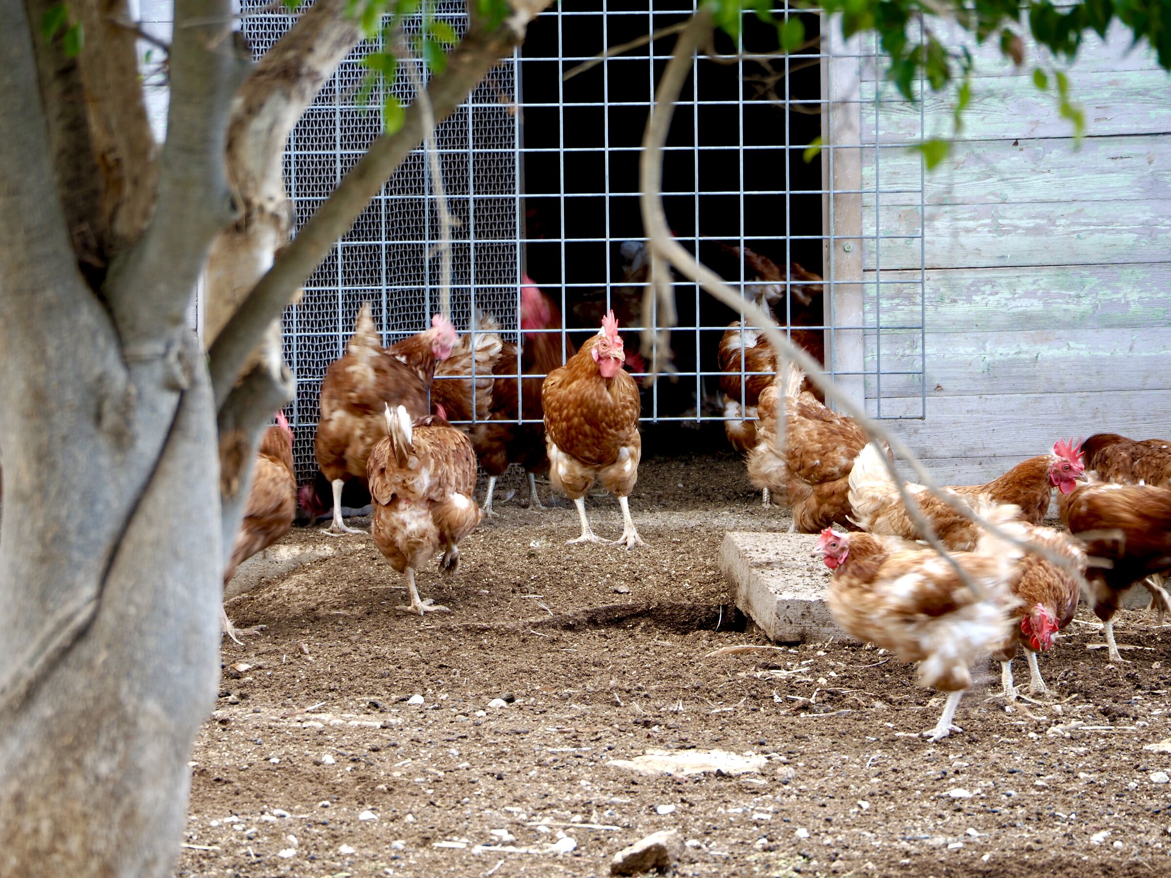 Polli