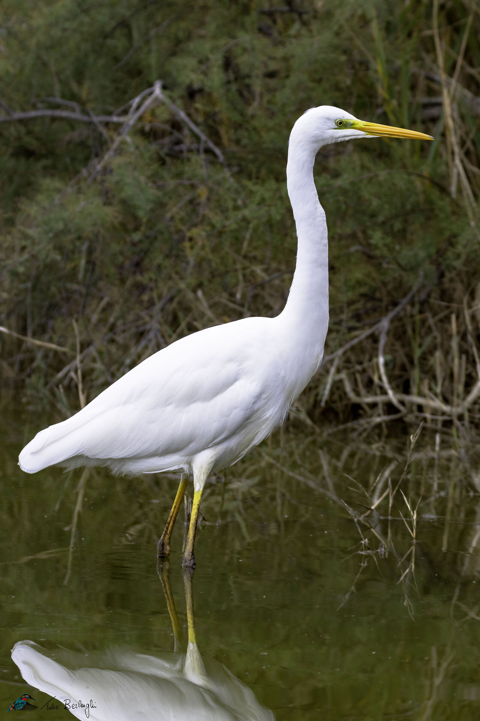 Great white heron