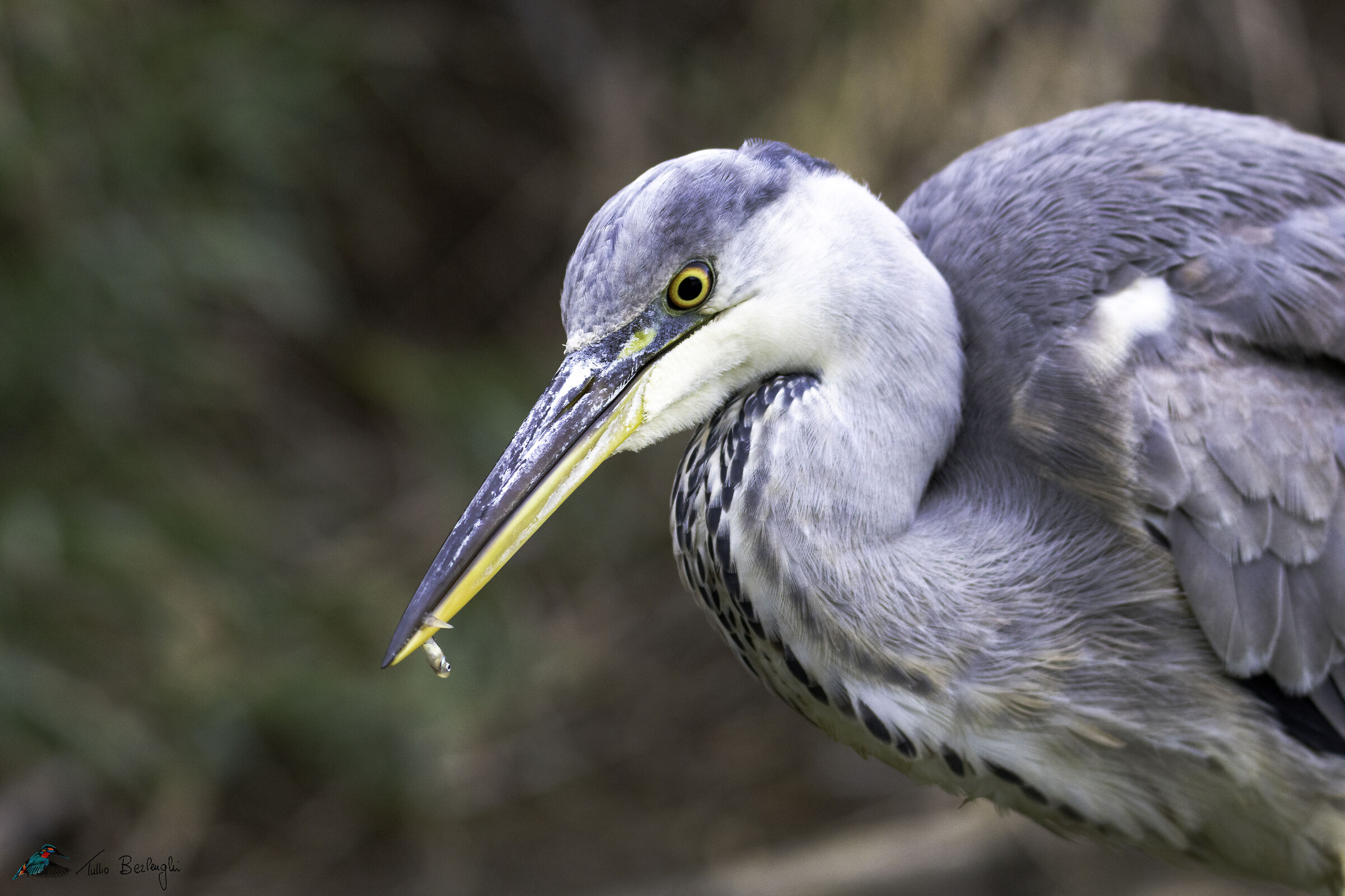 Grey heron