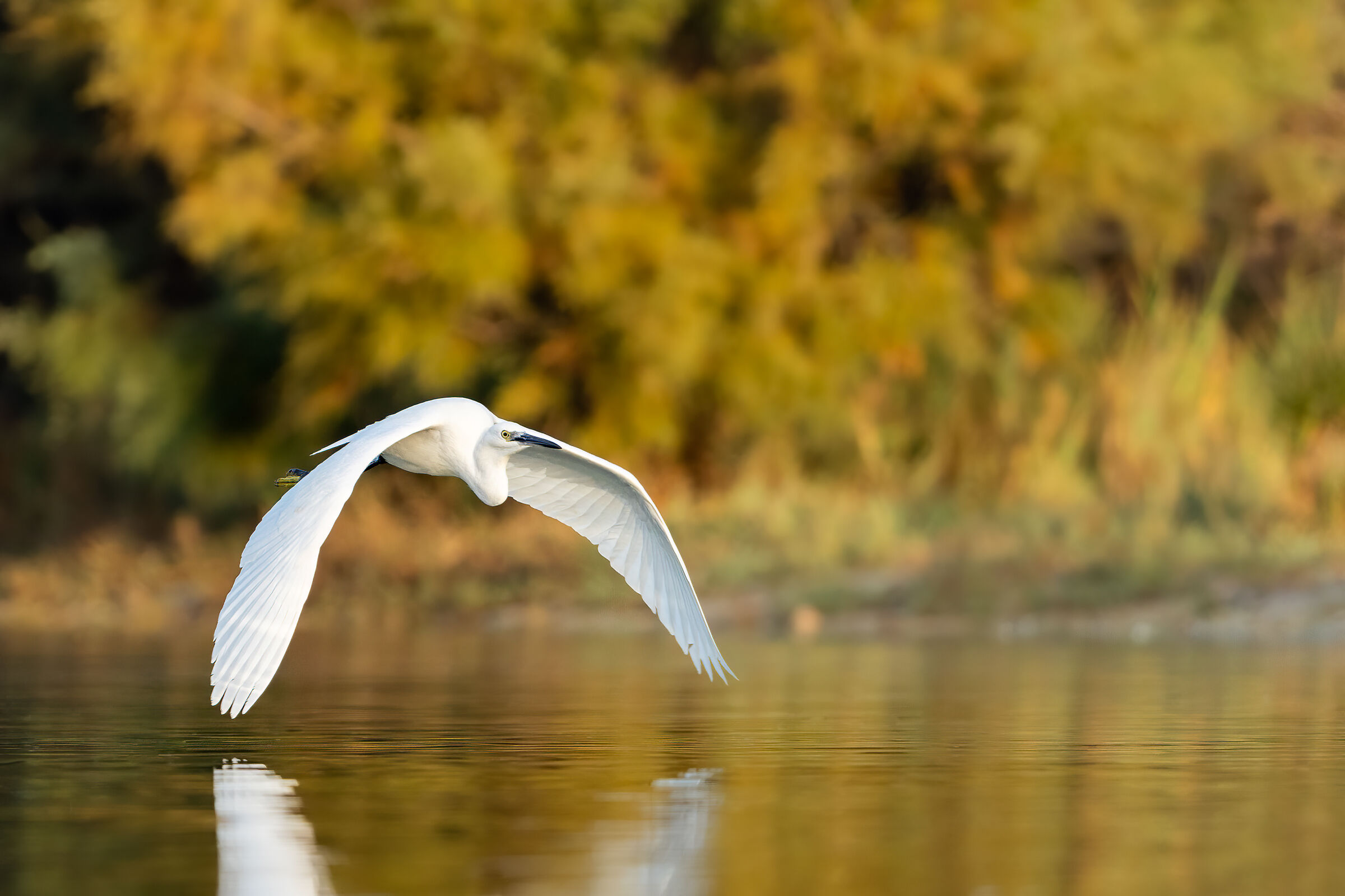 Garzetta (Egretta garzetta)