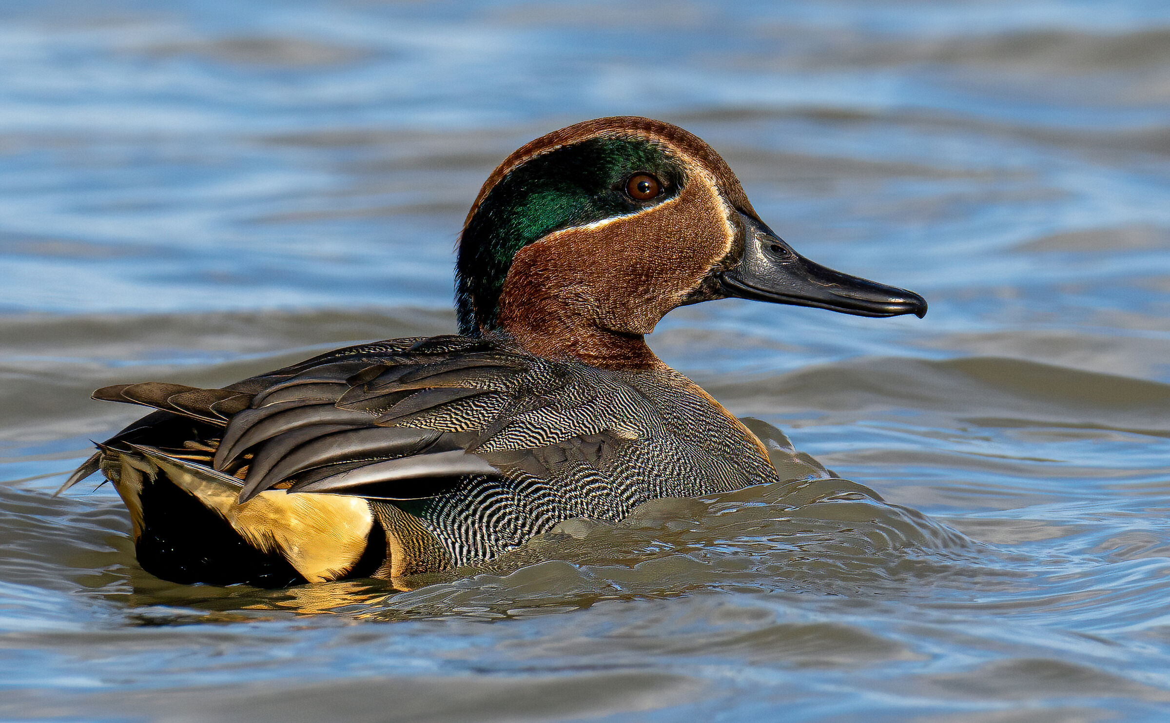 Teal