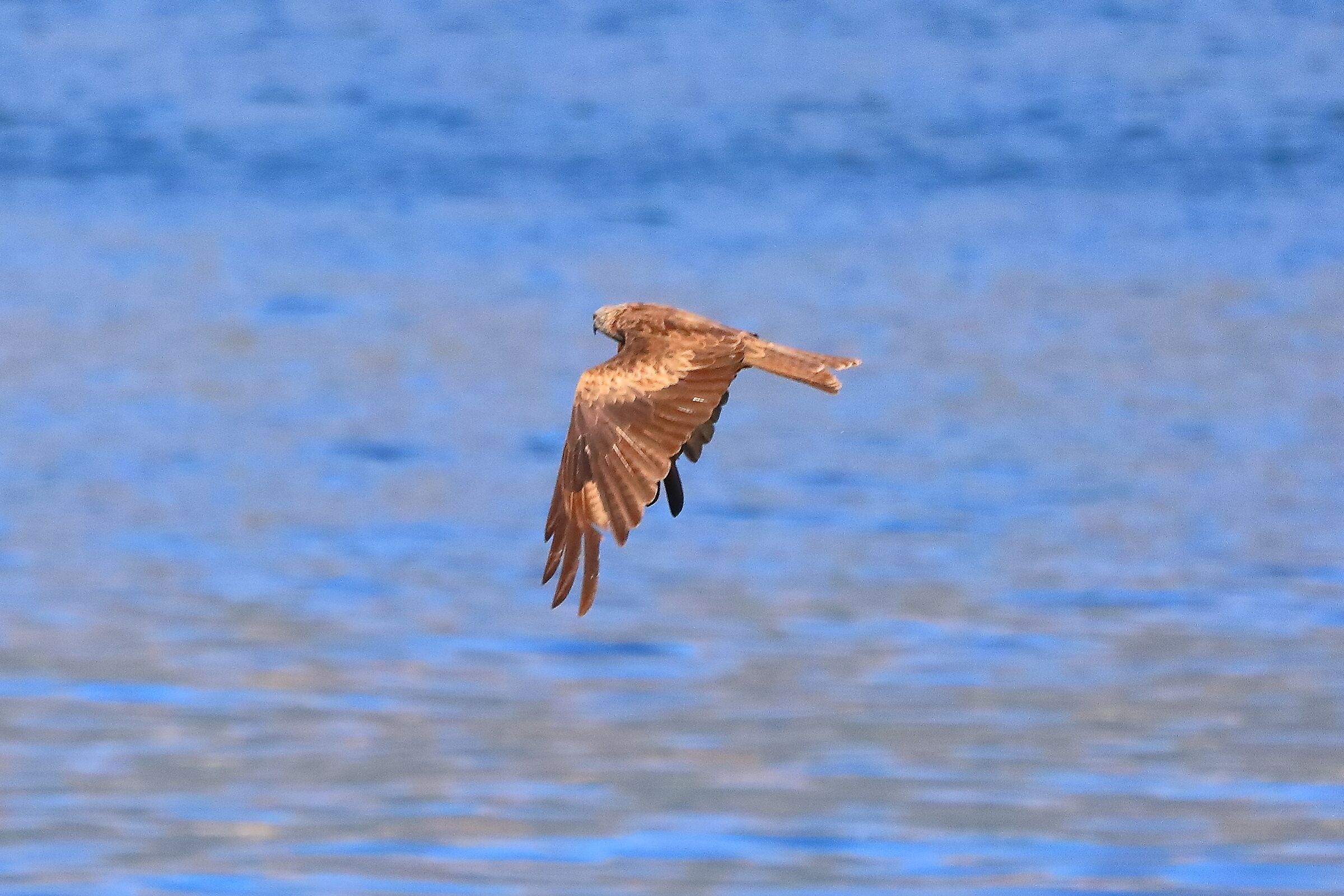 Nibbio bruno 02-08-2022