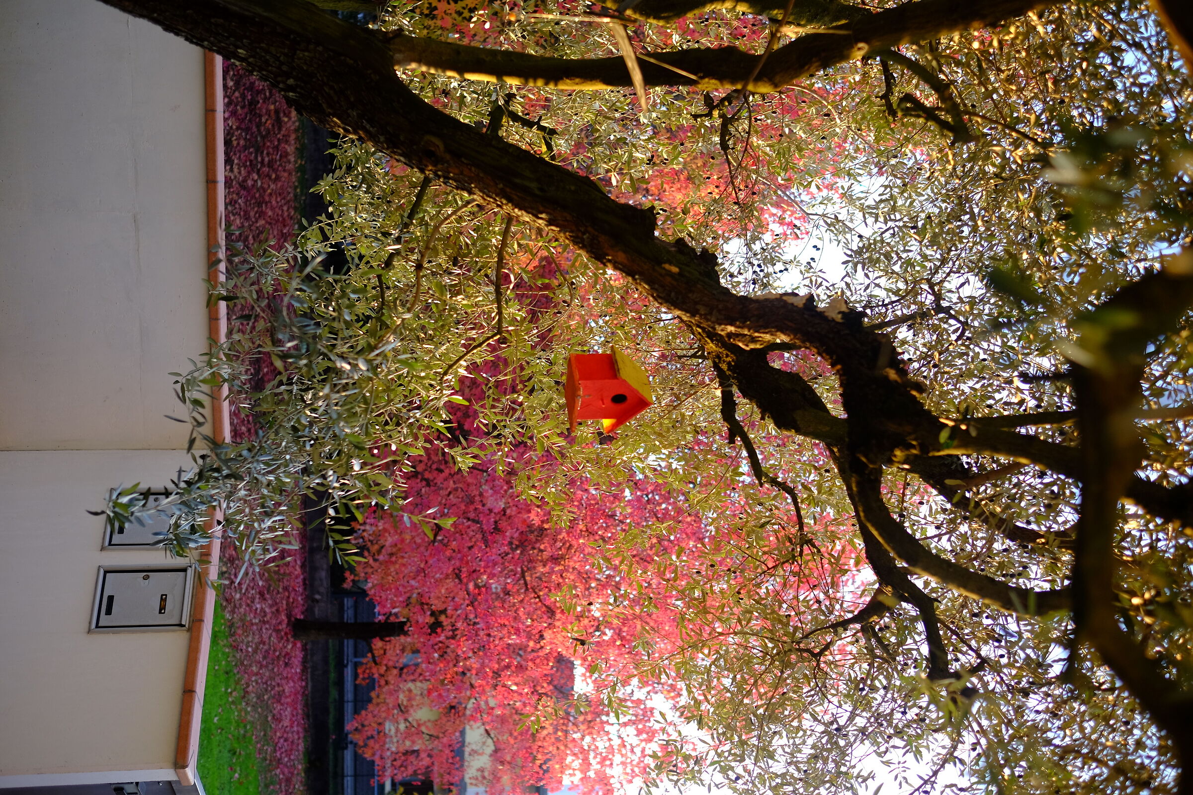 Autumn olives and....