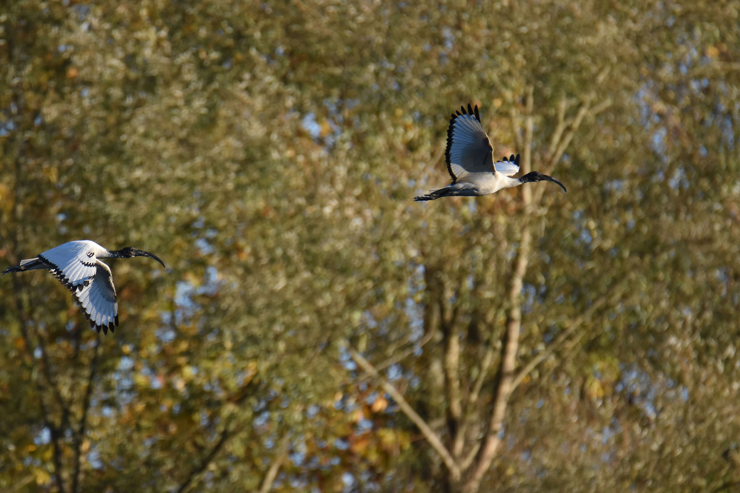 IBIS