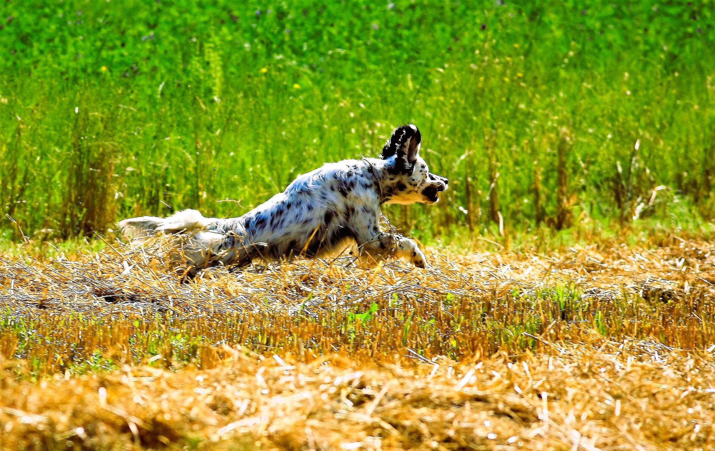Allenamento cani.