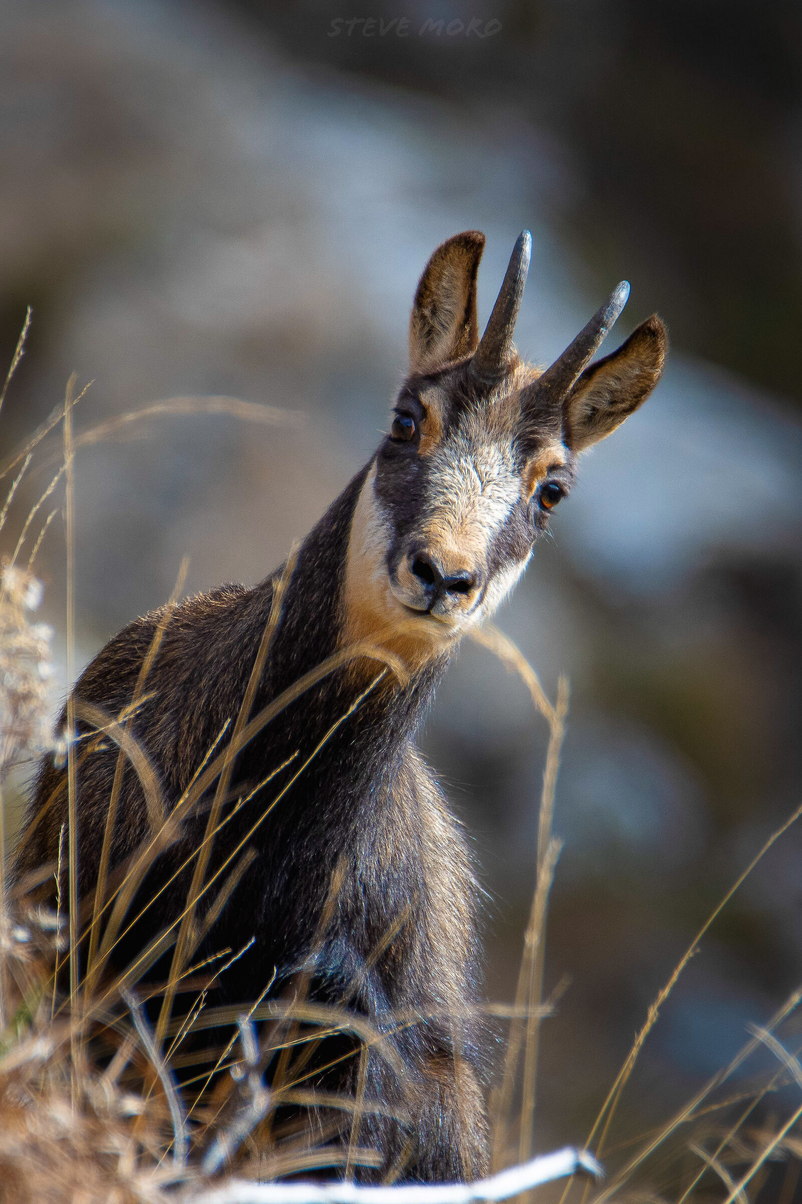 Chamois