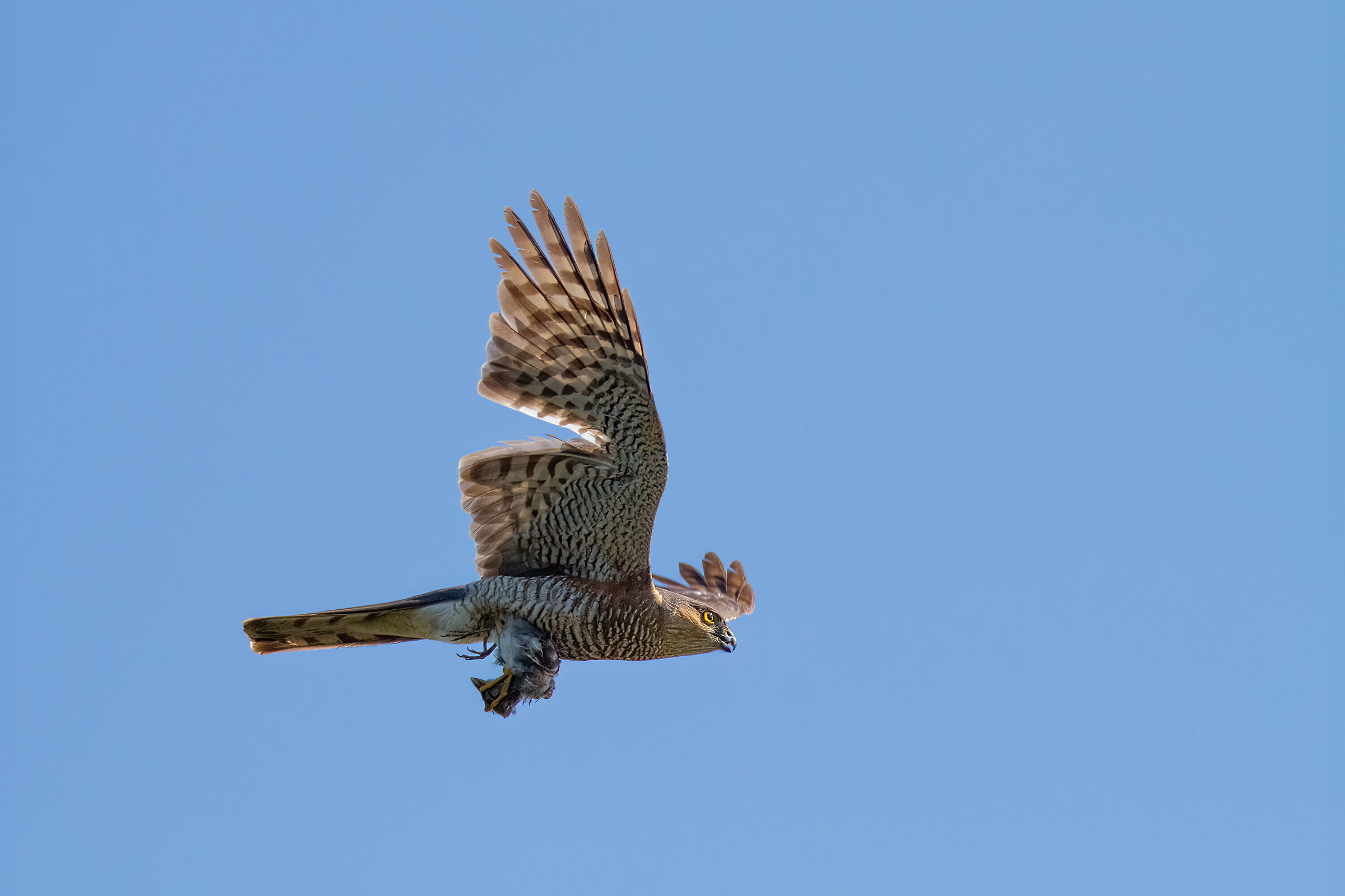 Sparviere (Accipiter nisus) con preda