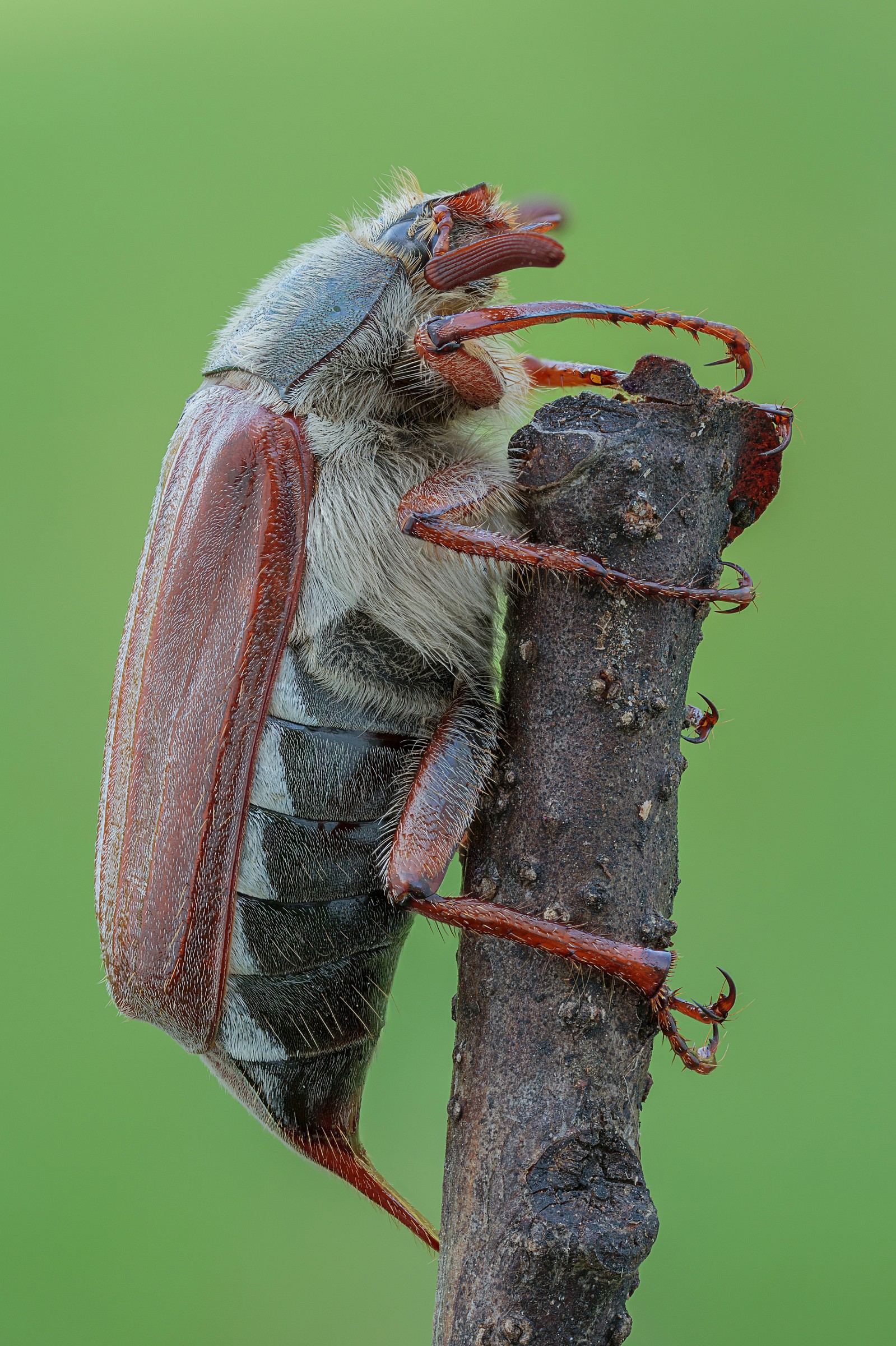 Melolontha melolontha