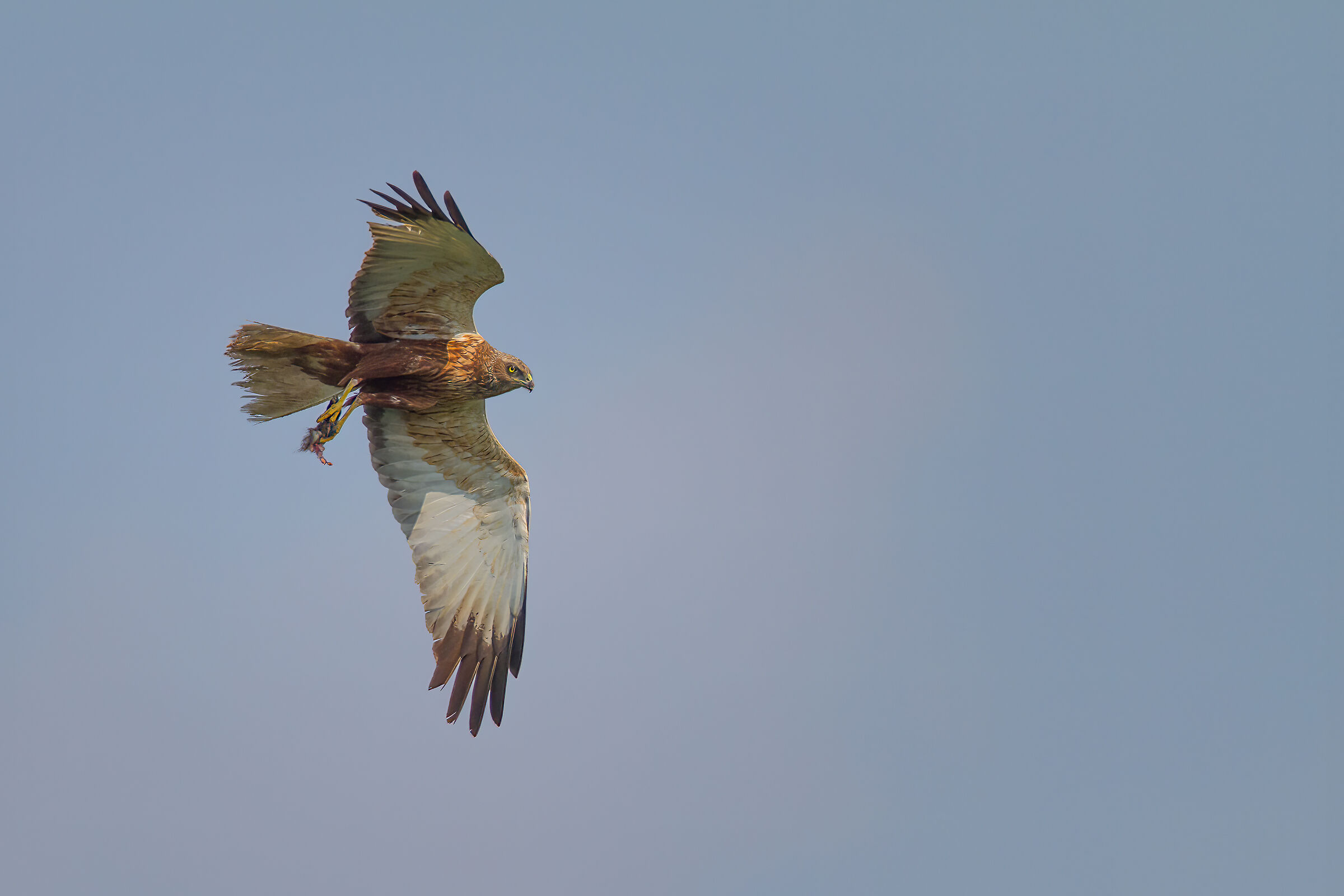 Falco di palude maschio con preda