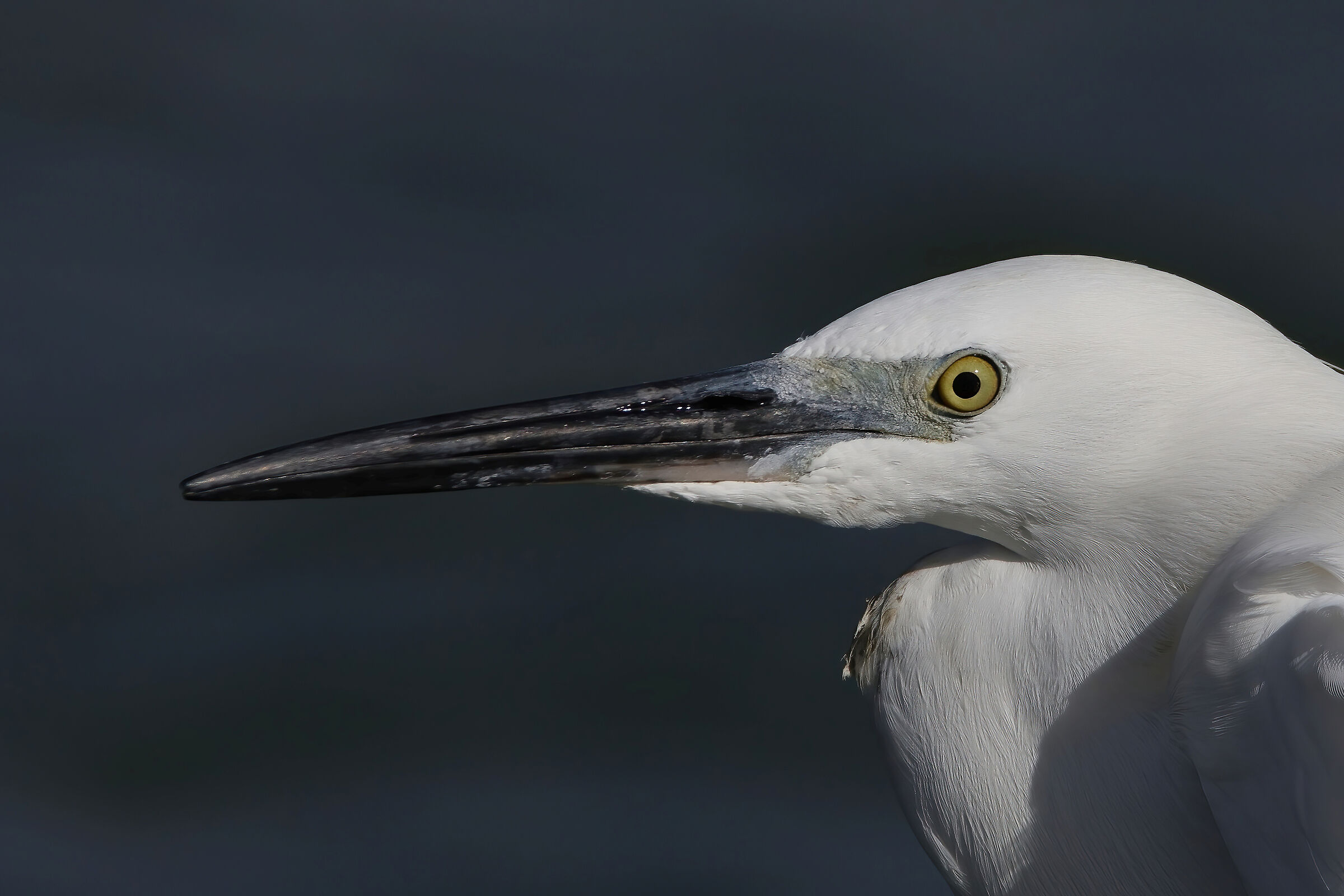 Portrait of egret