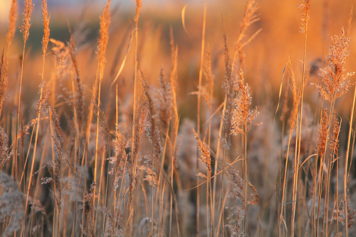 sunset in the marsh