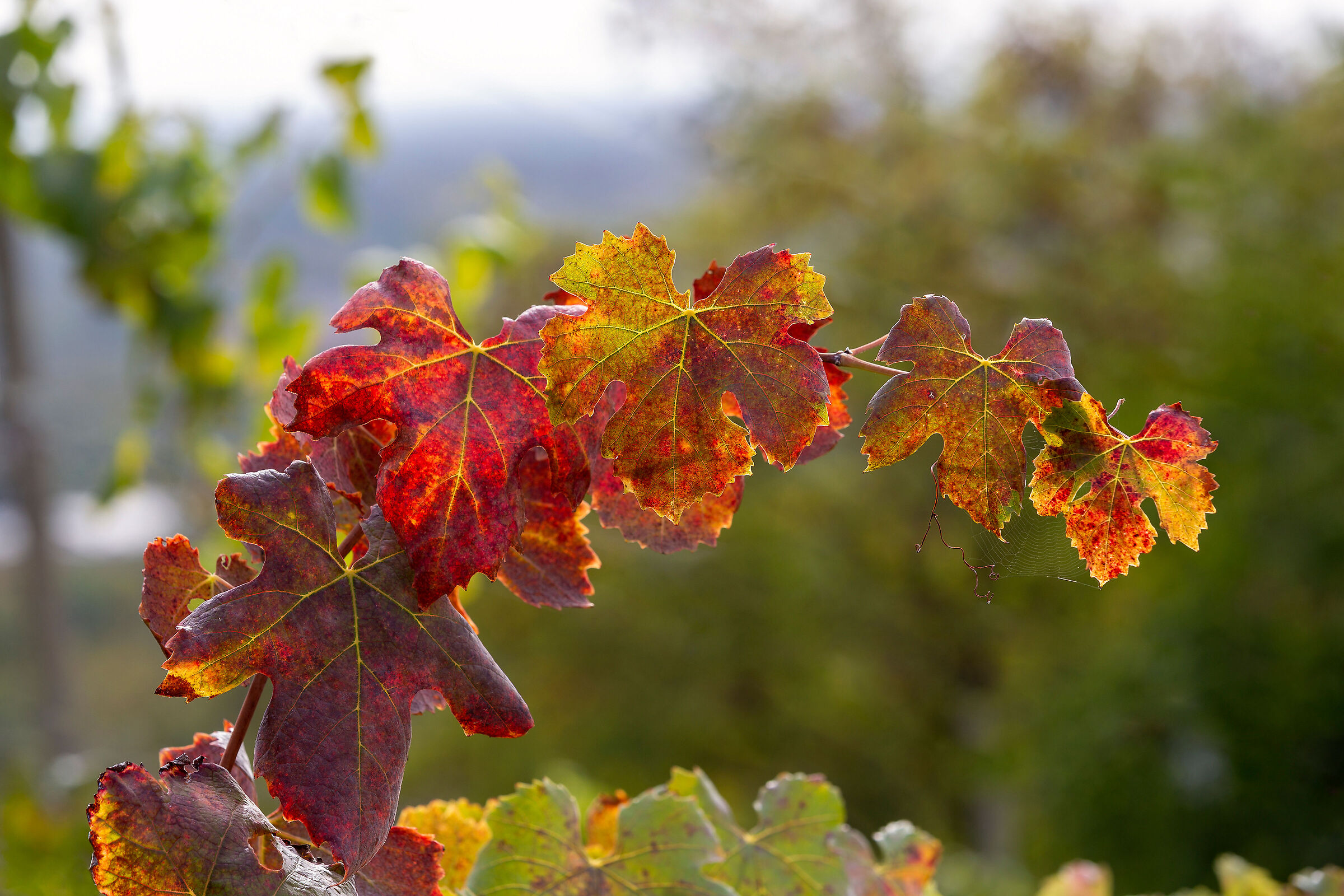 Autunno tra i filari