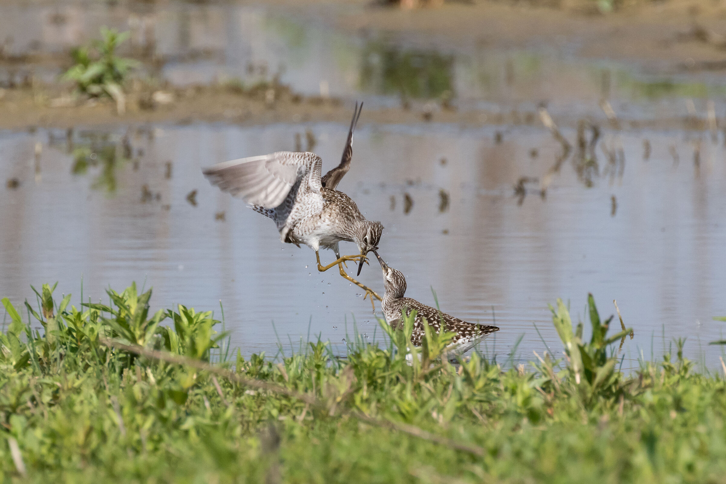 Discussione tra Piro Piro