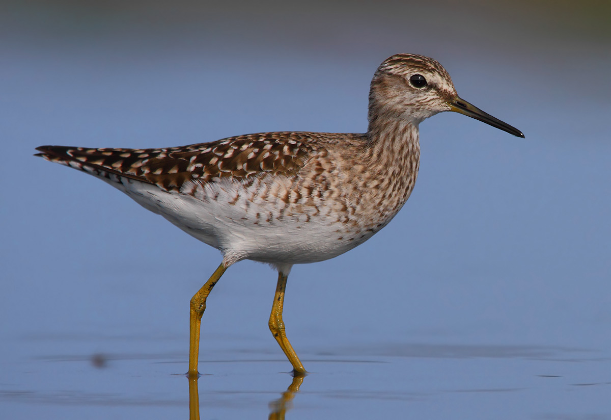 Sandpiper Sandpiper