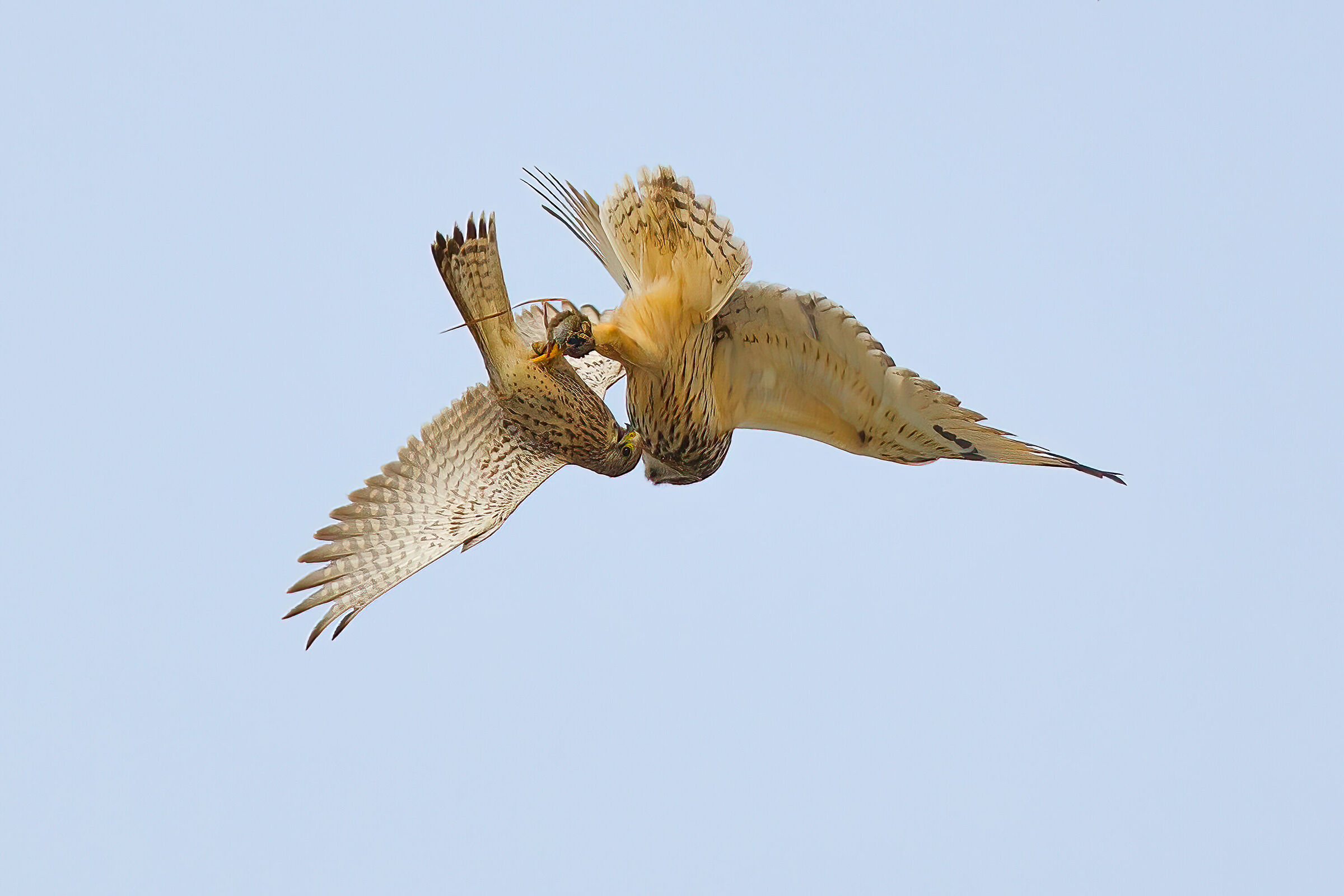 Gheppio vs Gufo di Palude: il furto  dell'arvicola