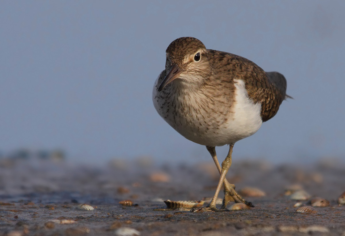 Common Sandpiper