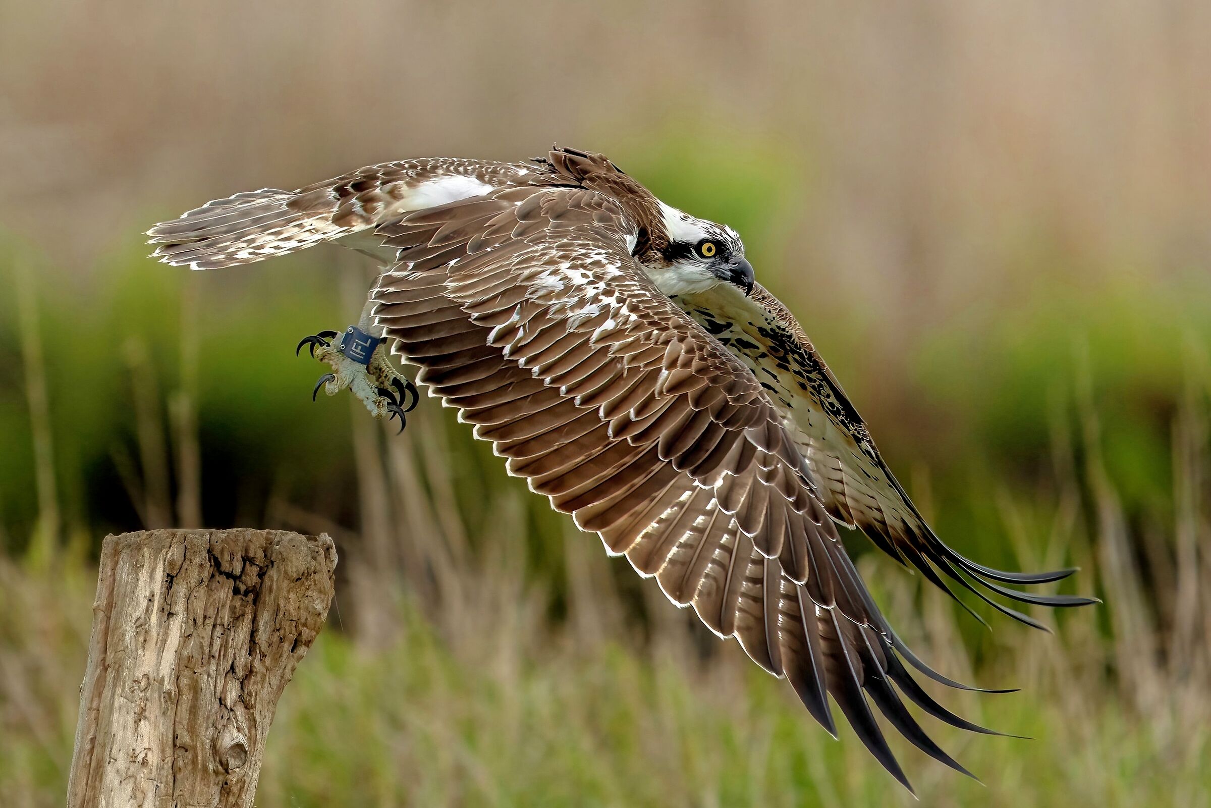Falco pescatore (Pandion haliaetus)
