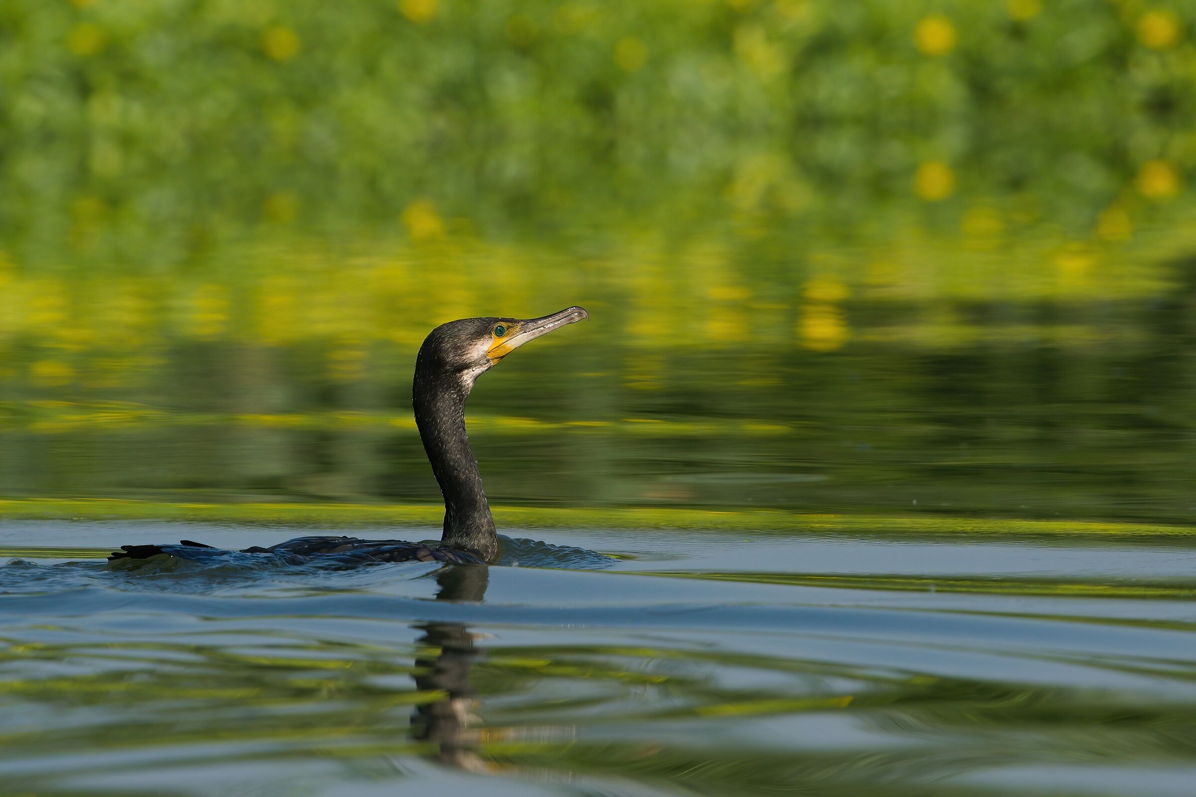 Cormorant