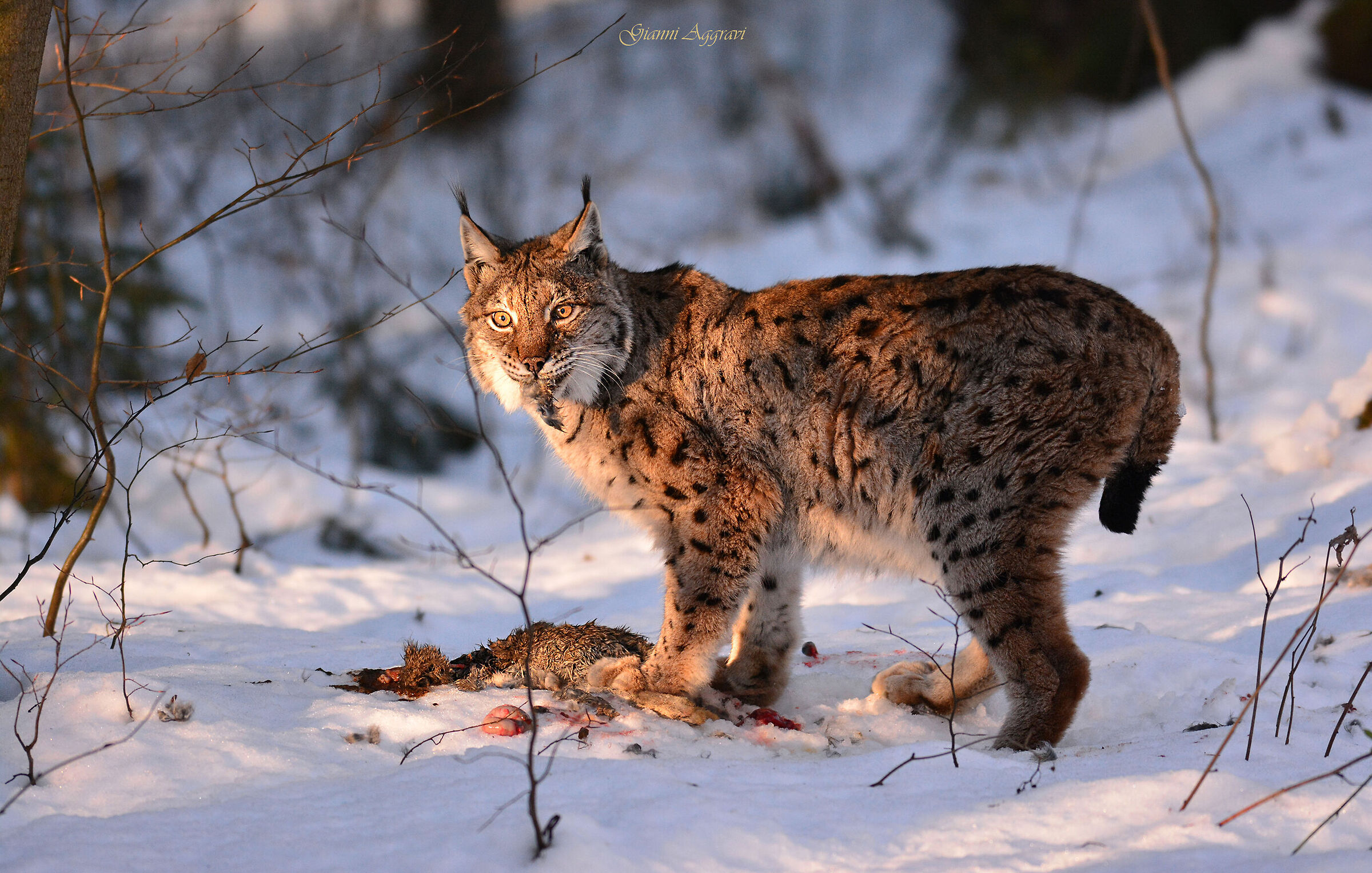 Lynx with prey