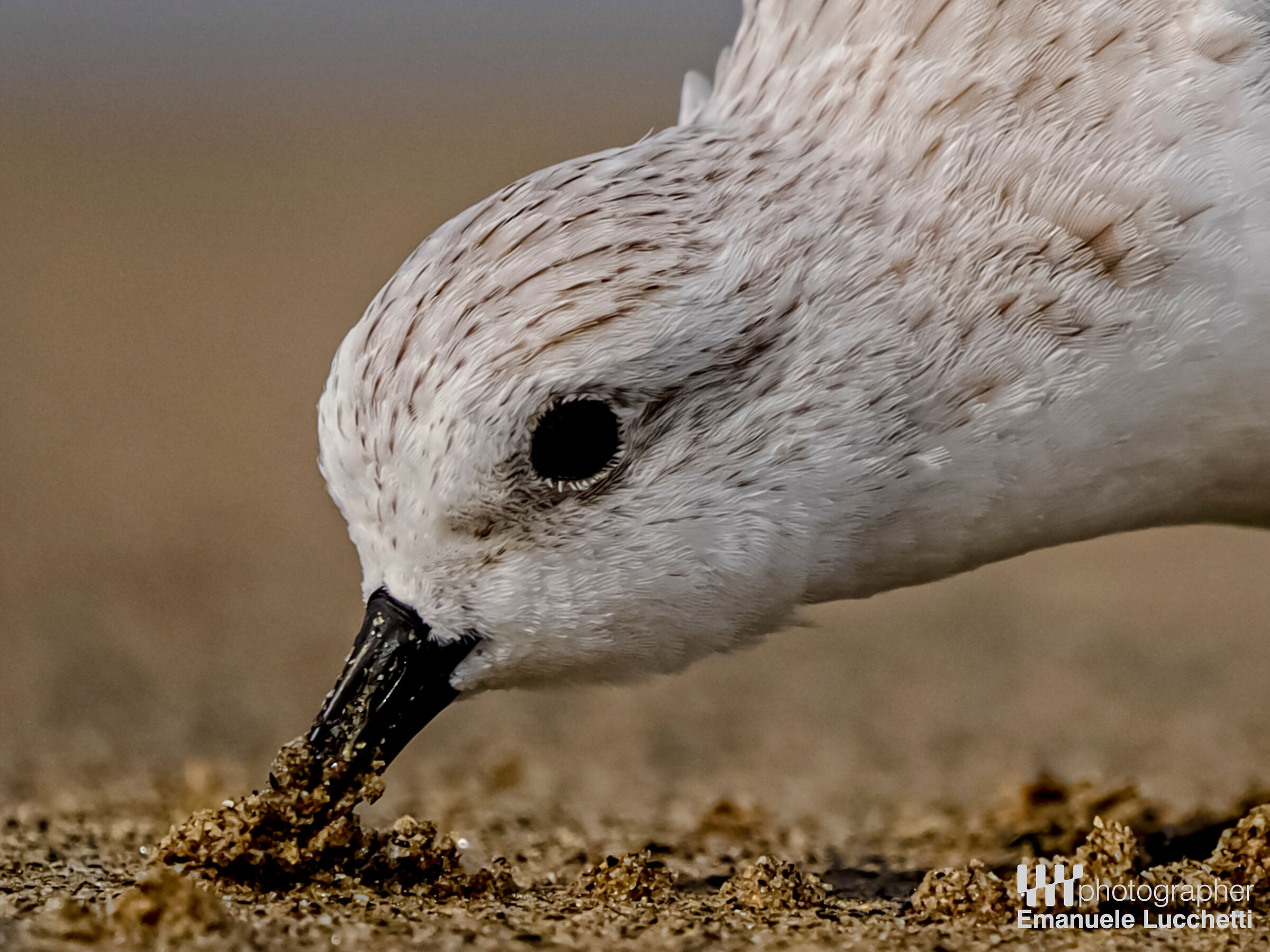 Piovanello tridattilo