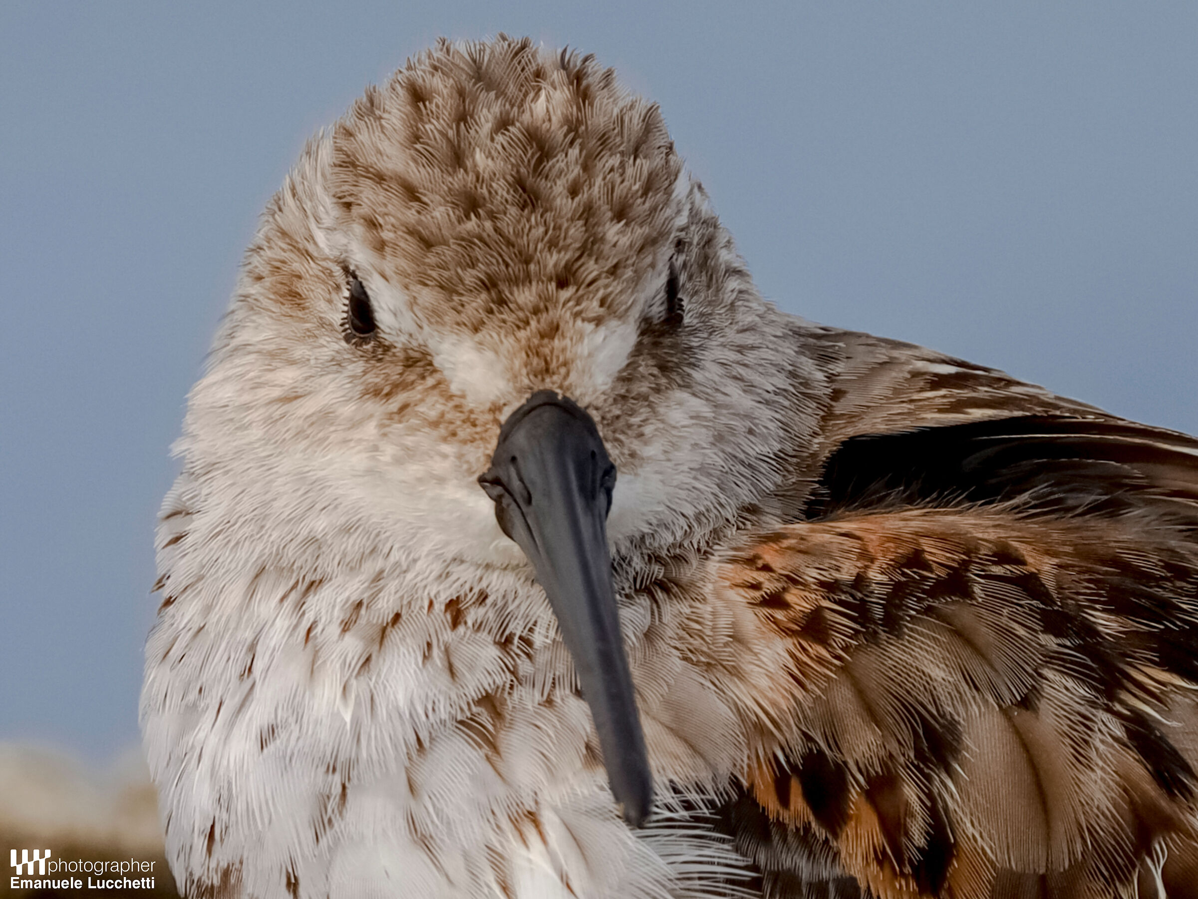 Dunlin