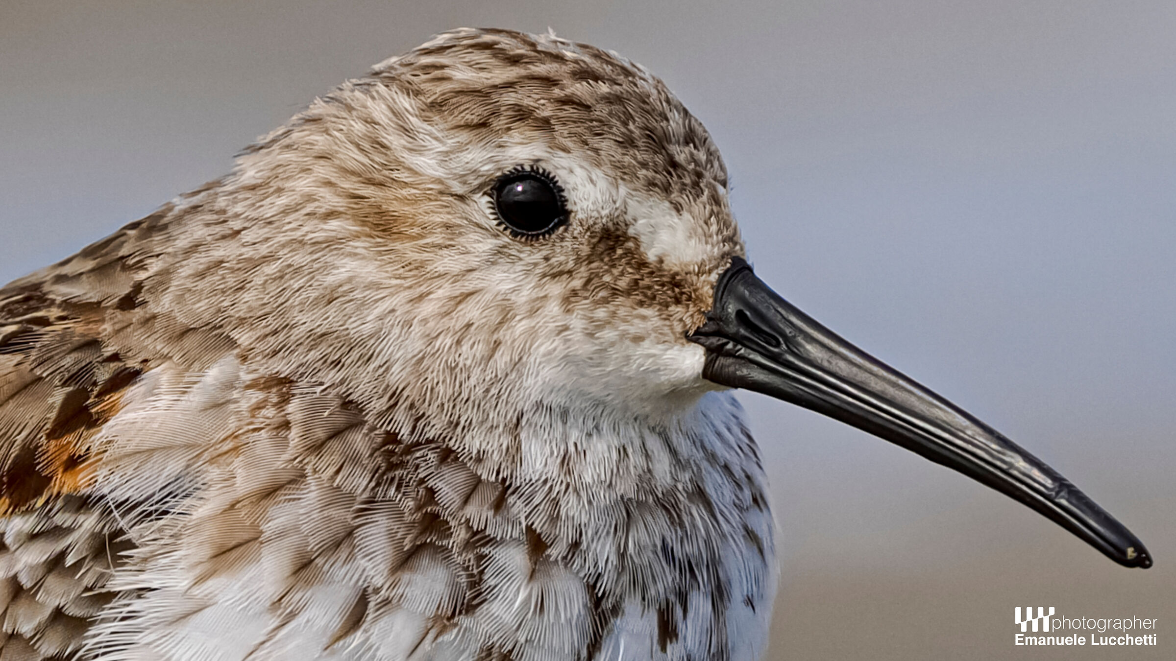 Dunlin