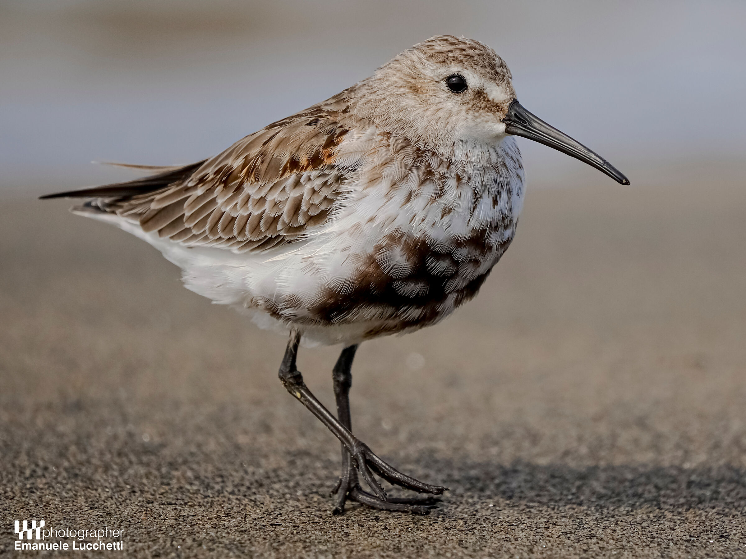 Dunlin