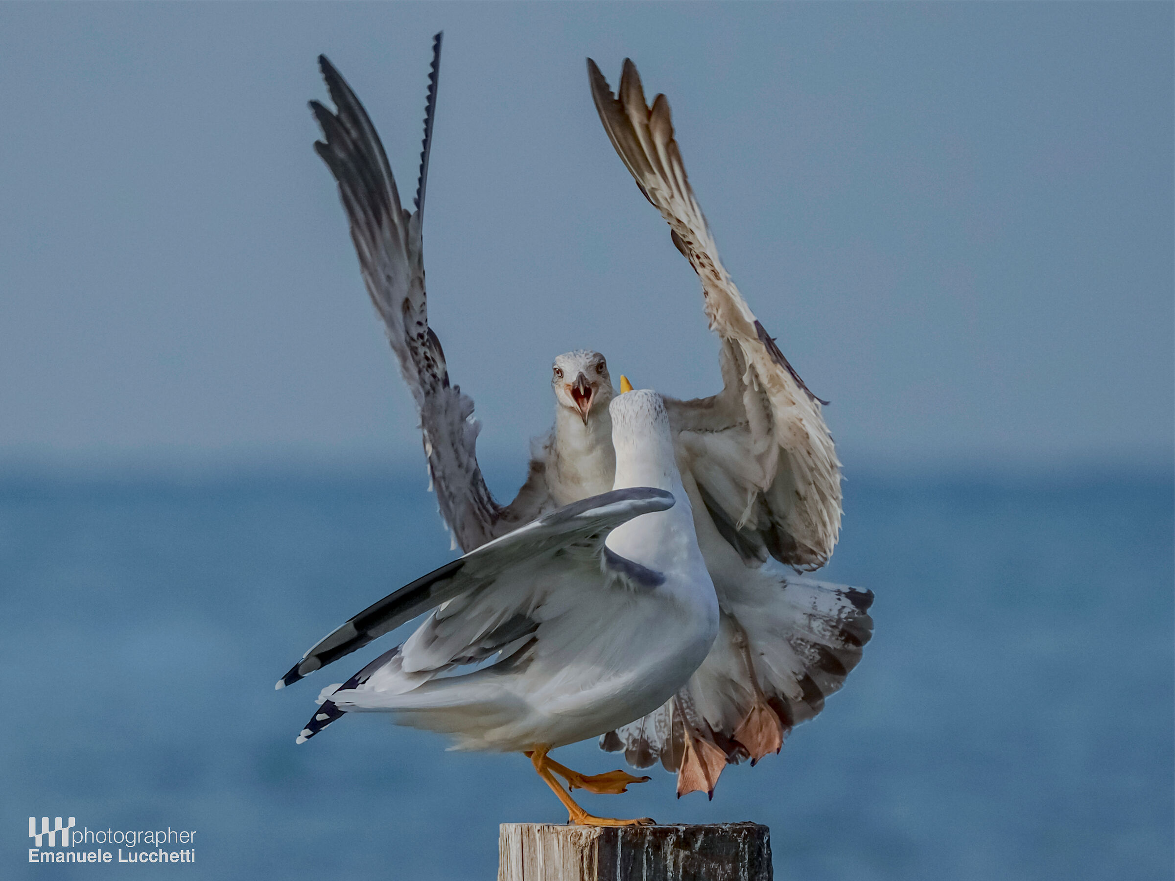 Herring gull