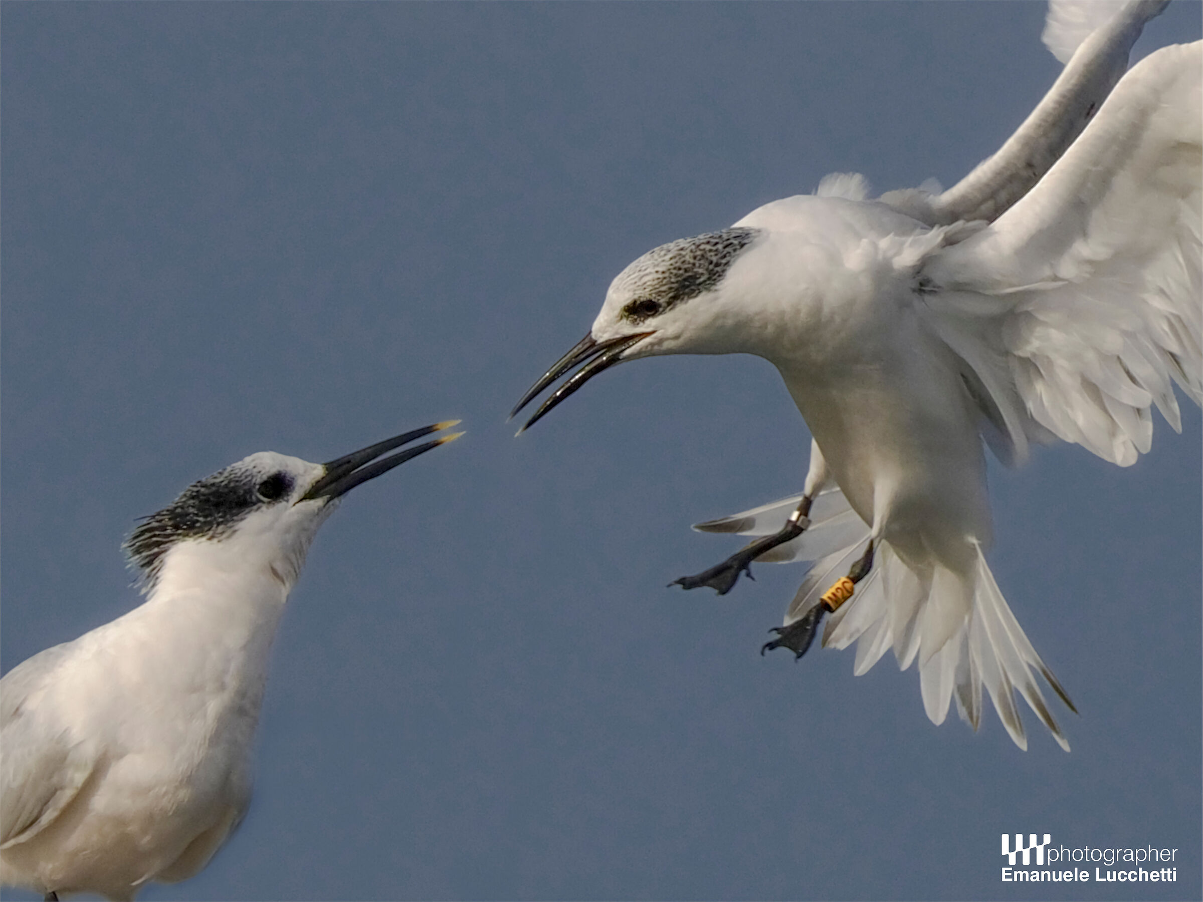 Sandwich tern