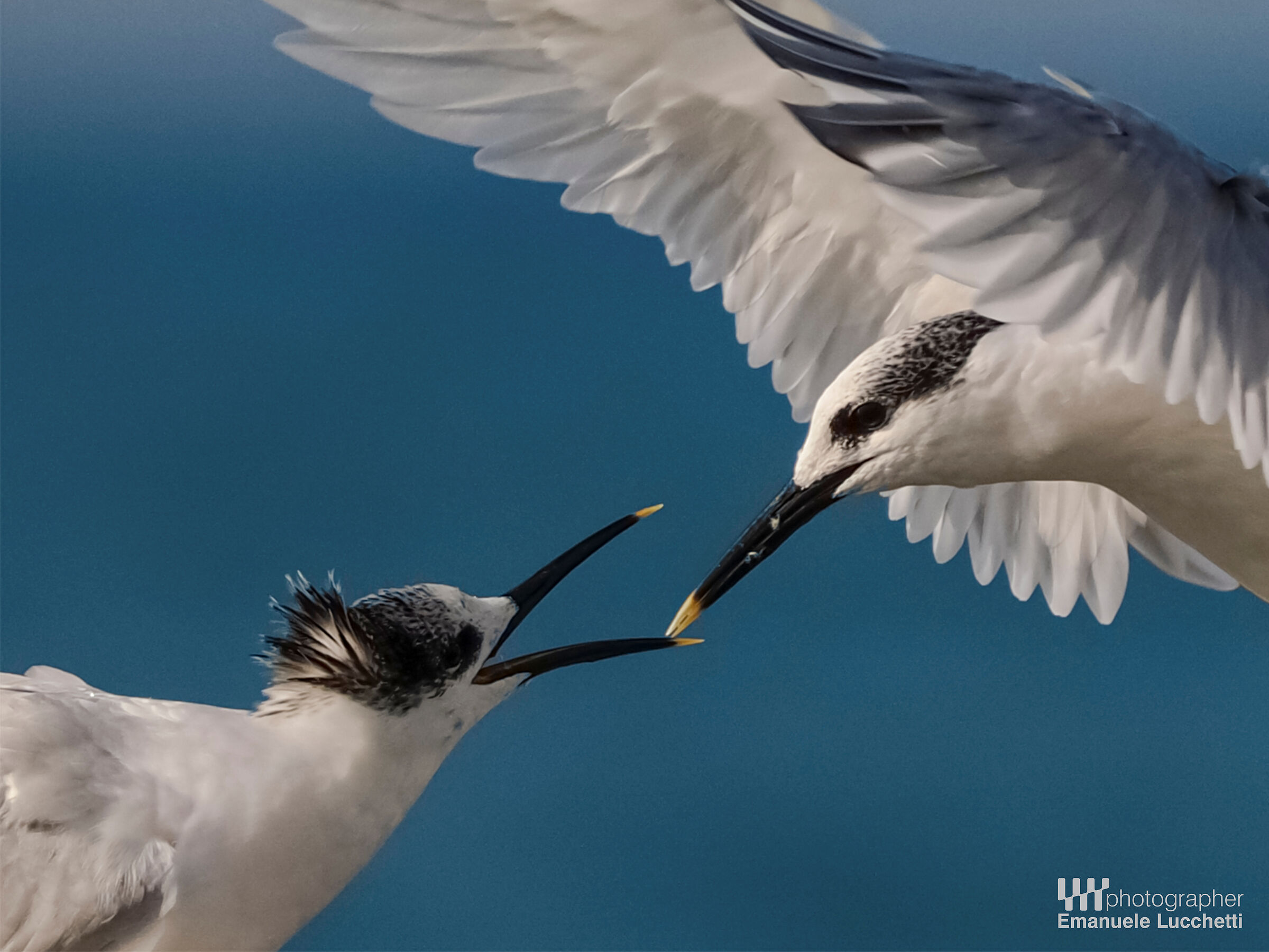 Sandwich tern