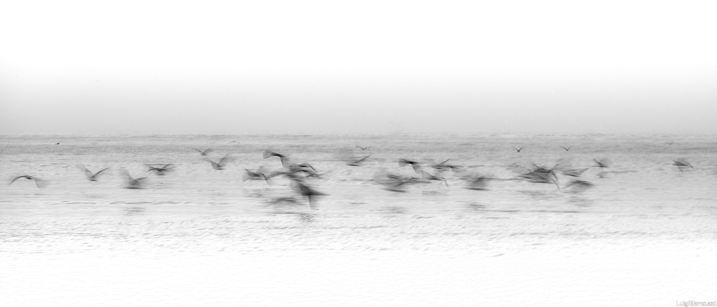 Gabbiani in movimento