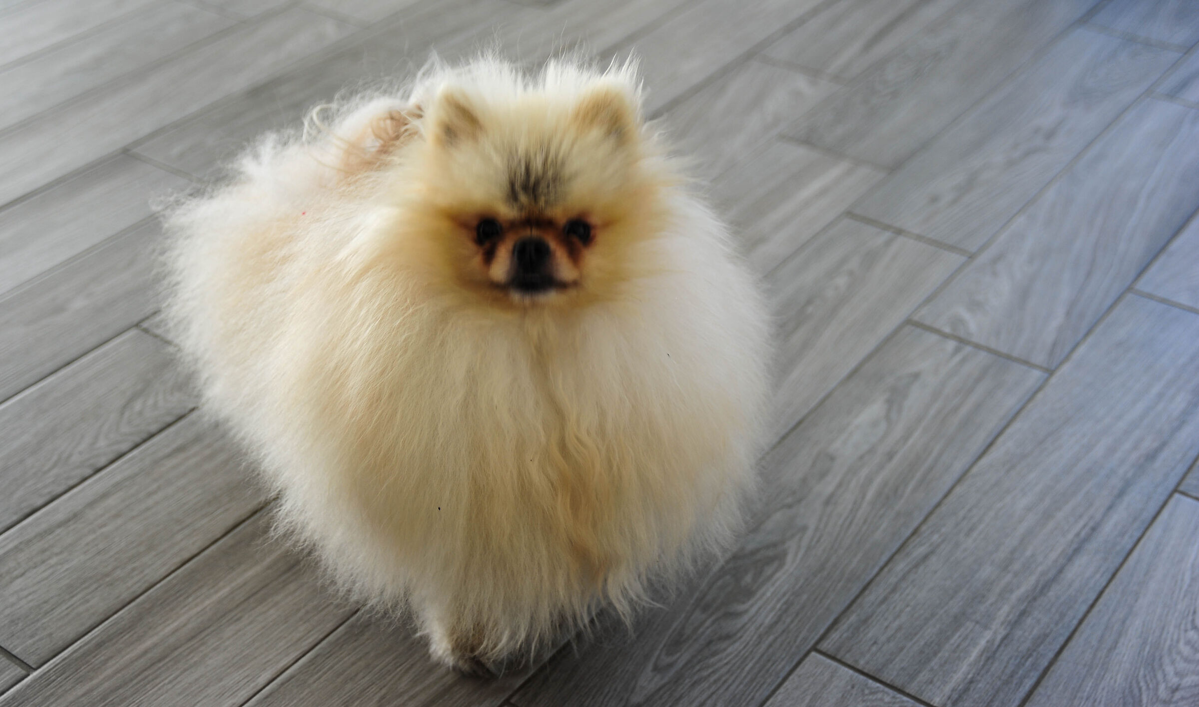 Slopes (Volpino Pomerania)