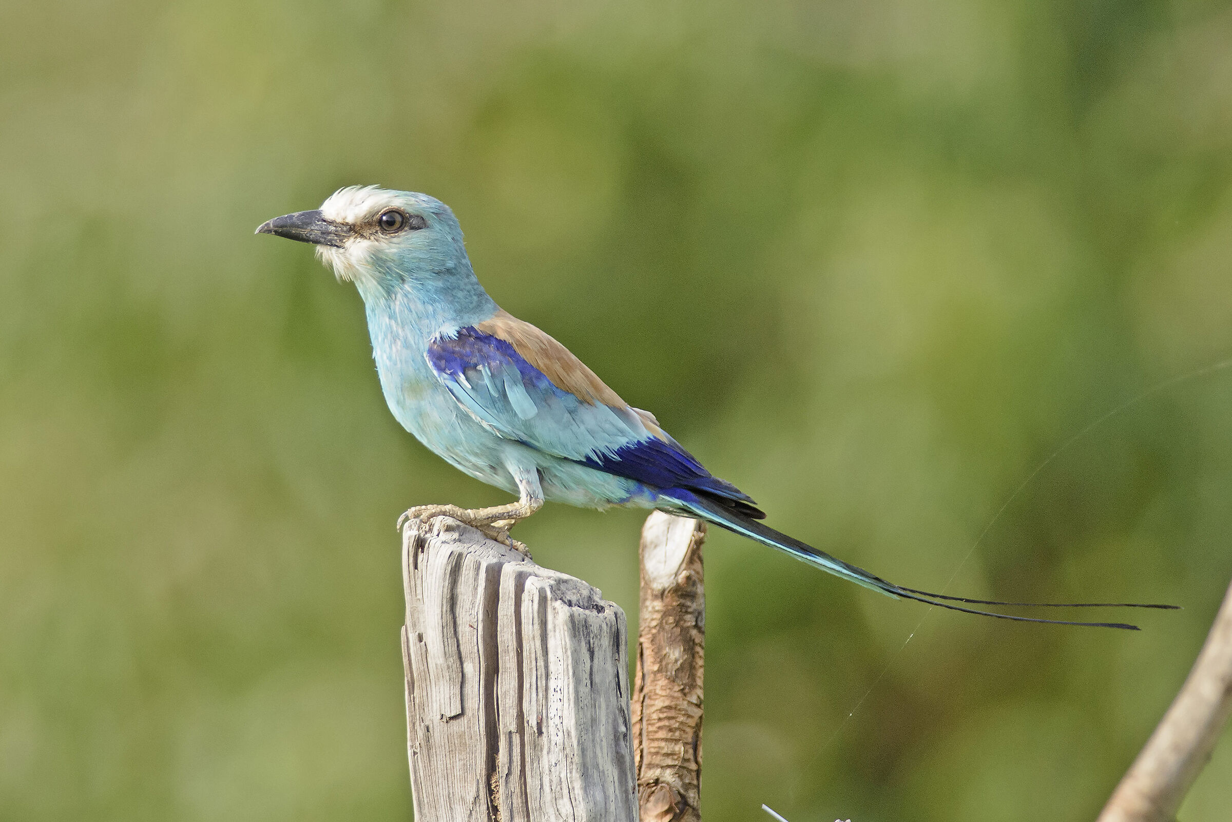 Coracias abyssinicus