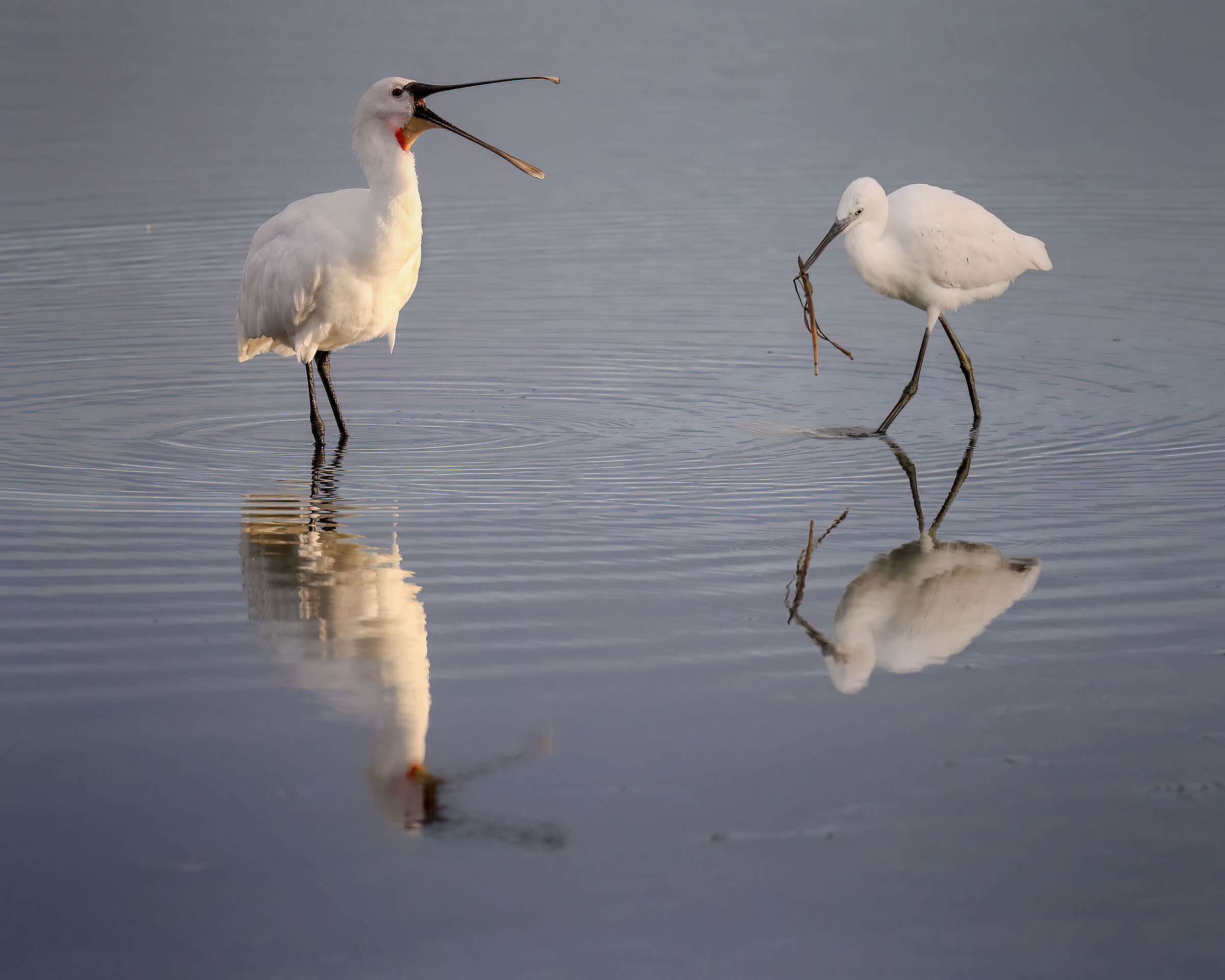 Spatula and Egret