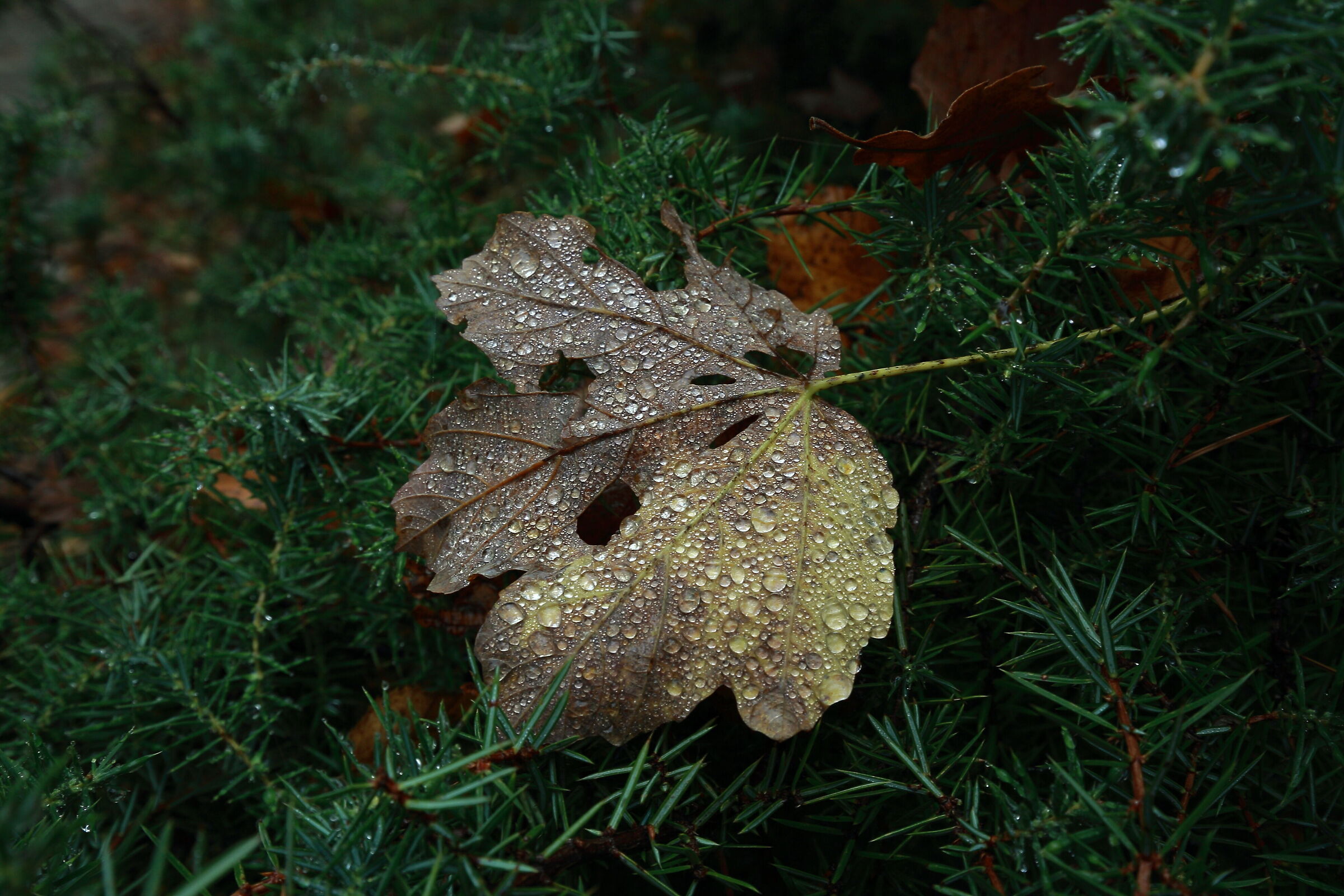 Droplets of new life