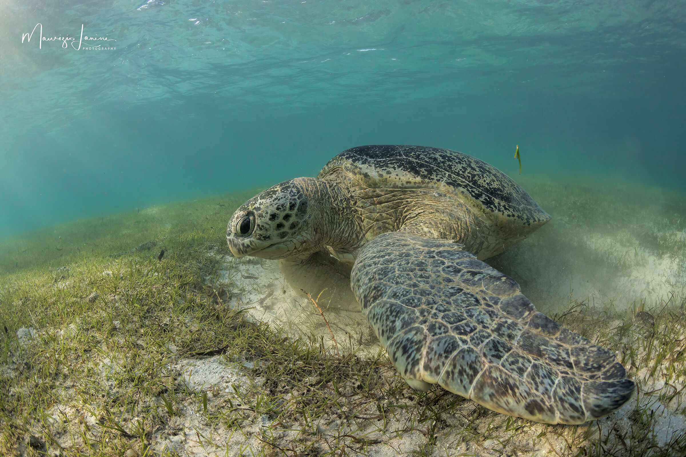 Green turtle