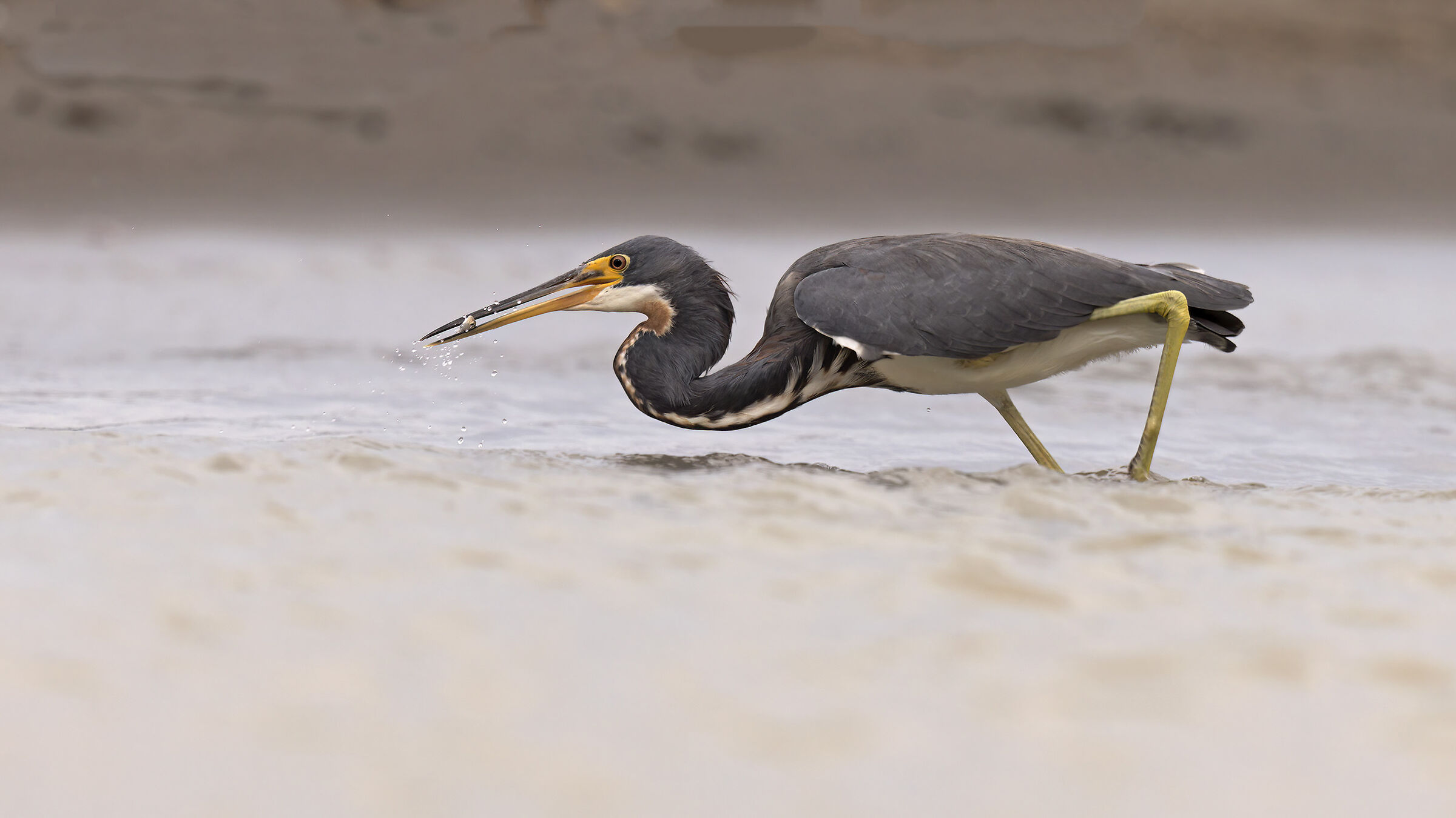 Tricolor heron hunting