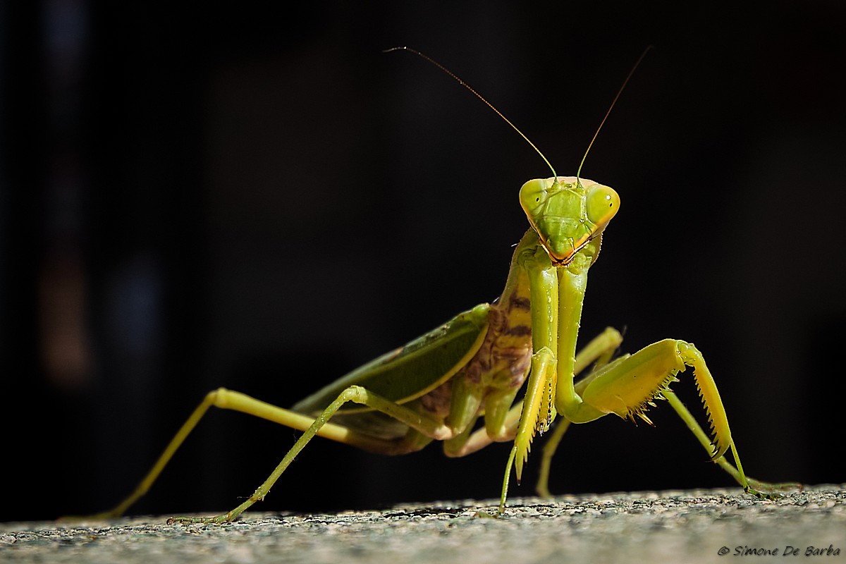 In religious silence, he observes.