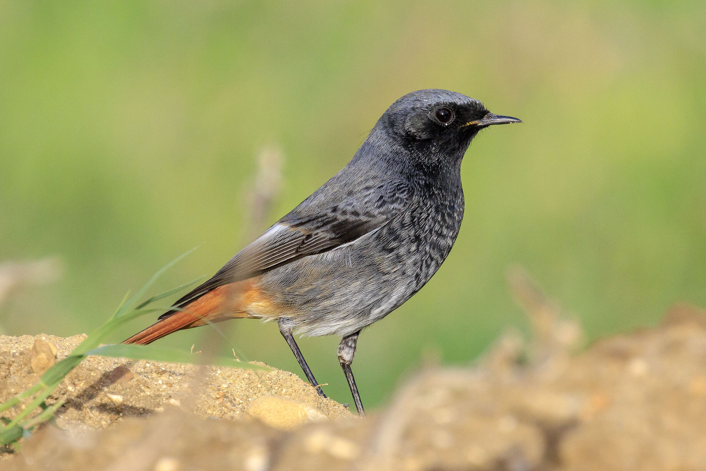Black redstart