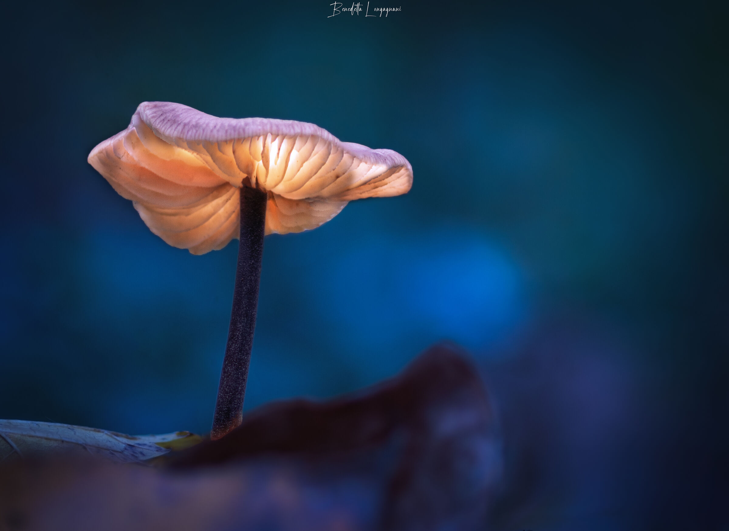 The secrets of the forest at night