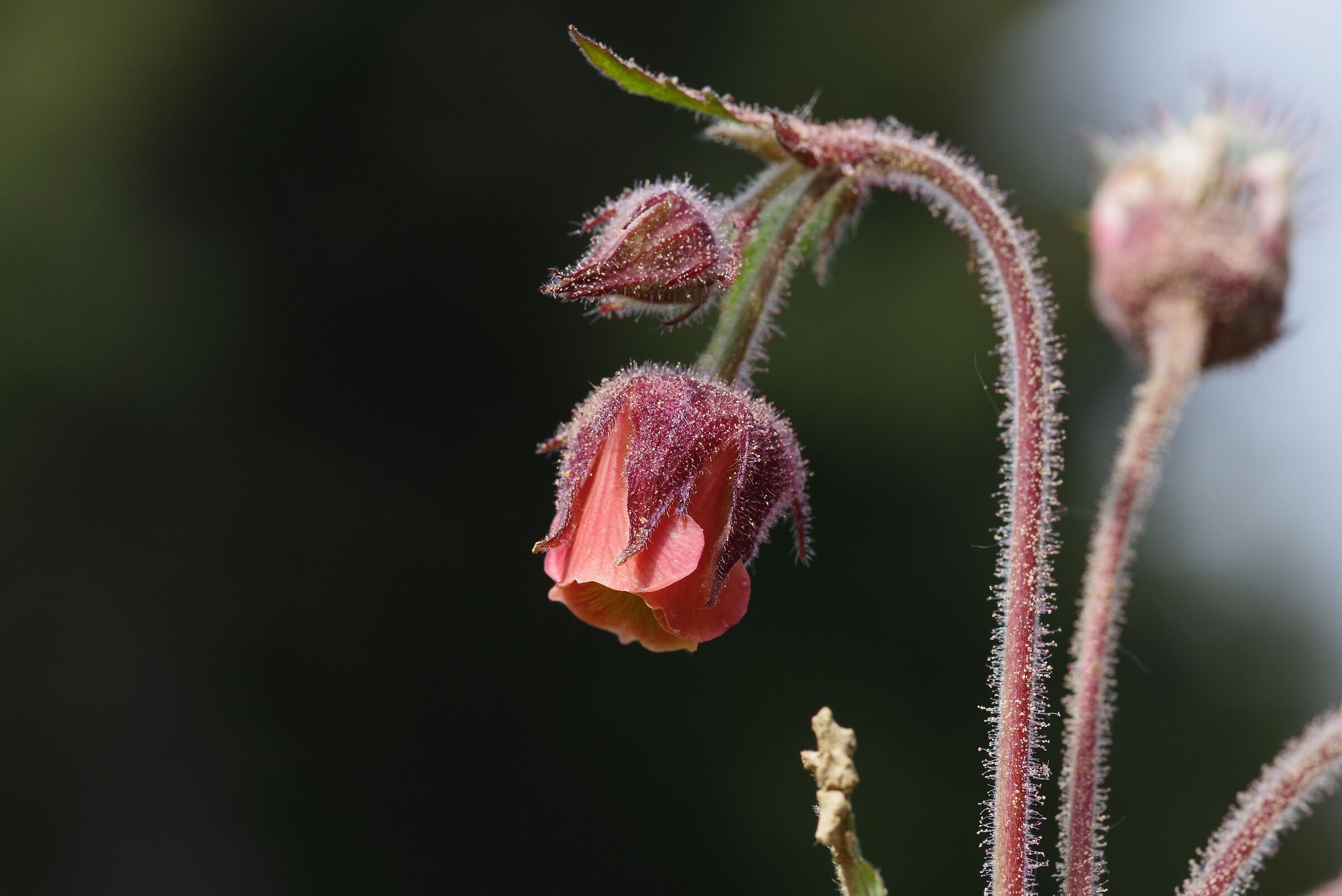 Cariofillata dei rivi