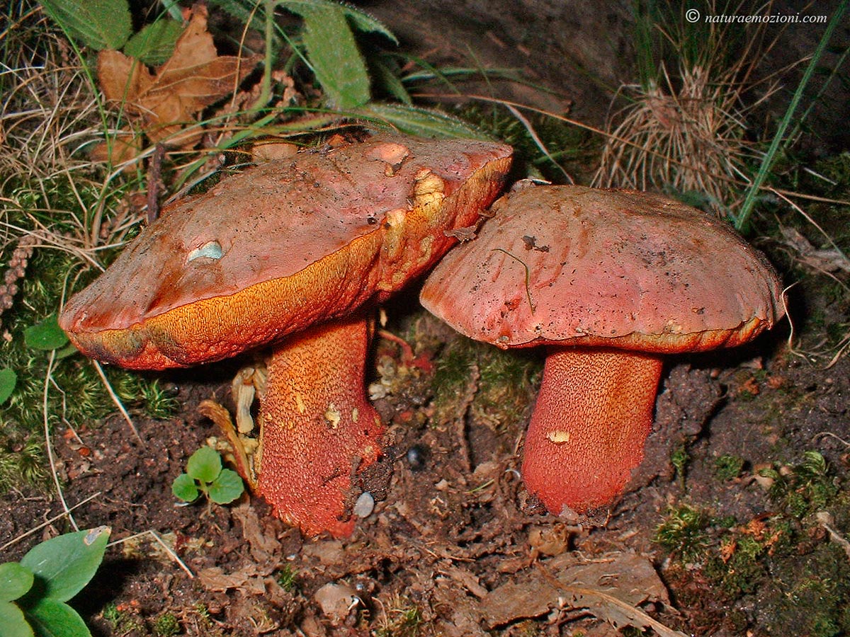 Boletus-rhodopurpureus