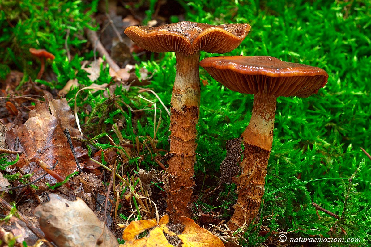 Cortinarius-trivialis