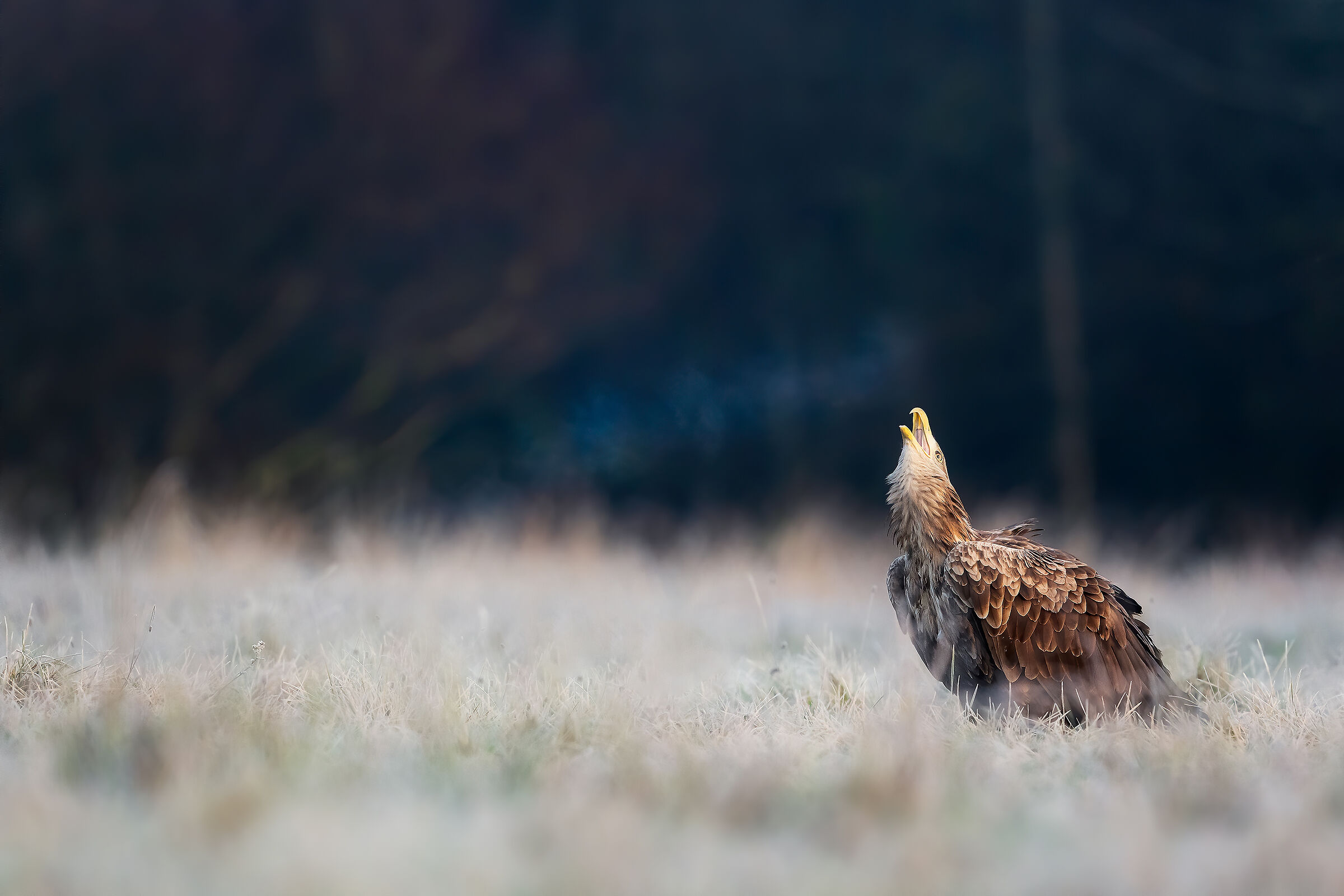 Strido nella bruma del mattino